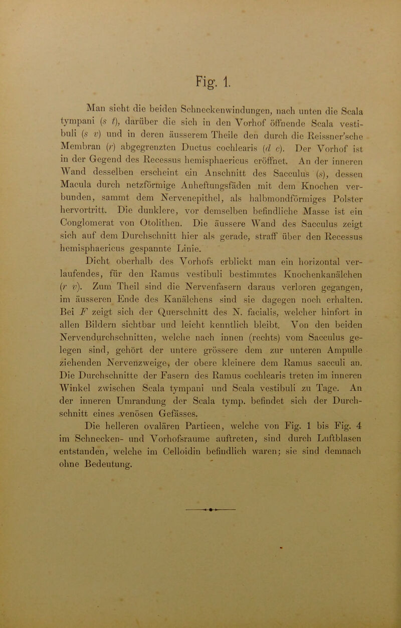 Man sieht die beiden Schneckenwindungen, nach unten die Scala tympani (s t), darüber die sich in den Vorhof öffnende Scala vesti- buli (5 v) und in deren äusserem Theile den durch die ReissneFsche Membran (r) abgegrenzten Ductus cochlearis [cl c). Der Vorhof ist in der Gegend des Recessus hemisphaericus eröffnet. An der inneren Wand desselben erscheint ein Anschnitt des Sacculus (s), dessen Macnla durch netzförmige Anheftungsfäden mit dem Knochen ver- bunden, sammt dem Nervenepithel, als halbmondförmiges Polster hervortritt. Die dunklere, vor demselben befindliche Masse ist ein Conglomerat von Otolithen. Die äussere Wand des Sacculus zeigt sieh auf dem Durchschnitt hier als gerade, straff über den Recessus hemisphaericus gespannte Linie. Dicht oberhalb des Vorhofs erblickt man ein horizontal ver- laufendes, für den Ramus vestibuli bestimmtes Knochenkanälchen (r v). Zum Theil sind die Nervenfasern daraus verloren gegangen, im äusseren Ende des Kanälchens sind sie dagegen noch erhalten. Bei F zeigt sich der Querschnitt des N. facialis, welcher hinfort in allen Bildern sichtbar und leicht kenntlich bleibt. Von den beiden Nervendurchschnitten, welche nach innen (rechts) vom Sacculus ge- legen sind, gehört der untere grössere dem zur unteren Ampulle ziehenden Nervenzweige, der obere kleinere dem Ramus sacculi an. Die Durchschnitte der Fasern des Ramus cochlearis treten im inneren Winkel zwischen Scala tympani und Scala vestibuli zu Tage. An der inneren Umrandung der Scala tymp. befindet sich der Durch- schnitt eines venösen Gefässes. Die helleren ovaläreu Partieen, welche von Fig. 1 bis Fig. 4 im Schnecken- und Vorhofsraume auftreten, sind durch Luftblasen entstanden, welche im Celloidin befindlich waren; sie sind demnach ohne Bedeutung.