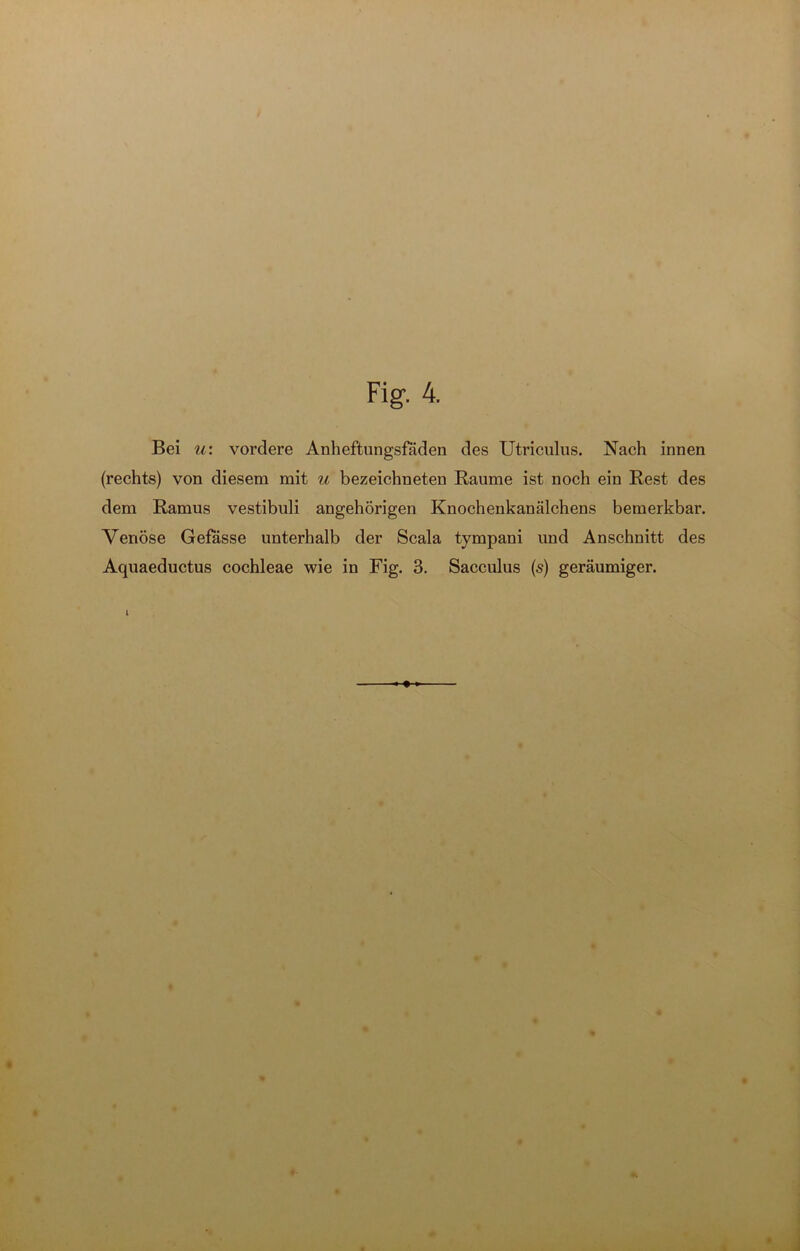 Fig. 4. Bei u: vordere Anheftungsfaden des Utriculus. Nach innen (rechts) von diesem mit u bezeichneten Raume ist noch ein Rest des dem Ramus vestibuli angehörigen Knochenkanälchens bemerkbar. Venöse Gefasse unterhalb der Scala tympani und Anschnitt des