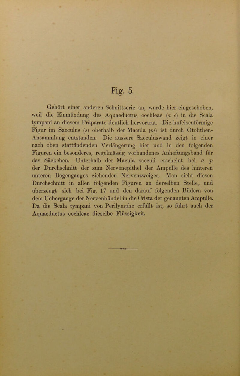 Gehört einer anderen Schnittserie an, wurde hier eingeschoben, weil die Einmündung des Aquaeductus cochleae (ci c) in die Scala tympani an diesem Präparate deutlich hervortrat. Die hufeisenförmige Figur im Sacculus (s) oberhalb der Macula (m) ist durch Otolithen- Ansammlung entstanden. Die äussere Sacculuswand zeigt in einer nach oben stattfindenden A^erlängerung hier und in den folgenden Figuren ein besonderes, regelmässig vorhandenes Anheftungsband für das Säckchen. Unterhalb der Macula sacculi erscheint bei a p der Durchschnitt der zum Nervenepithel der Ampulle des hinteren unteren Bogenganges ziehenden Nervenzweiges. Man sieht diesen Durchschnitt in allen folgenden Figuren an derselben Stelle, und überzeugt sich bei Fig. 17 und den darauf folgenden Bildern von dem Uebergange der Nervenbündel in die Crista der genannten Ampulle. Da die Scala tympani von Perilymphe erfüllt ist, so führt auch der Aquaeductus cochleae dieselbe Flüssigkeit.