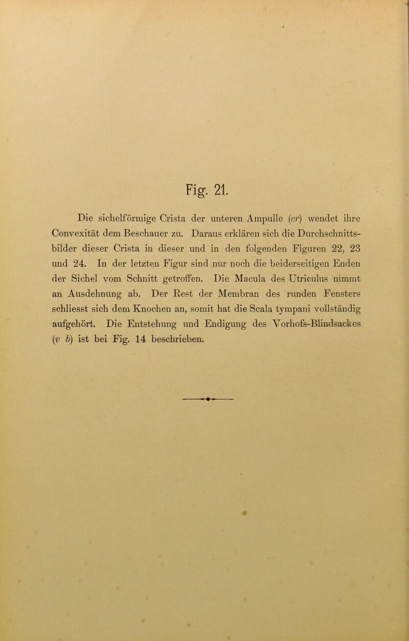 Die sichelförmige Crista der unteren Ampulle (er) wendet ihre Convexität dem Beschauer zu. Daraus erklären sich die Durchschnitts- bilder dieser Crista in dieser und in den folgenden Figuren 22, 23 und 24. In der letzten Figur sind nur noch die beiderseitigen Enden der Sichel vom Schnitt getroffen. Die Macula des Utrieulus nimmt an Ausdehnung ab. Der Rest der Membran des runden Fensters schliesst sich dem Knochen an, somit hat die Scala tympani vollständig aufgehört. Die Entstehung und Endigung des Yorhofs-Blindsackes (v b) ist bei Fig. 14 beschrieben.
