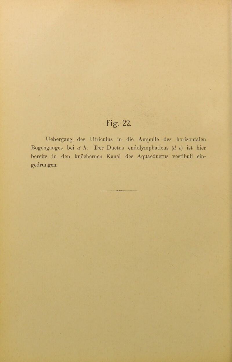 Uebergang des Utriculns in die Ampulle des horizontalen Bogenganges bei et li. Der Ductus endolymphaticus (cl e) ist hier bereits in den knöchernen Kanal des Aquaeductus vestibuli ein- gedrungen.