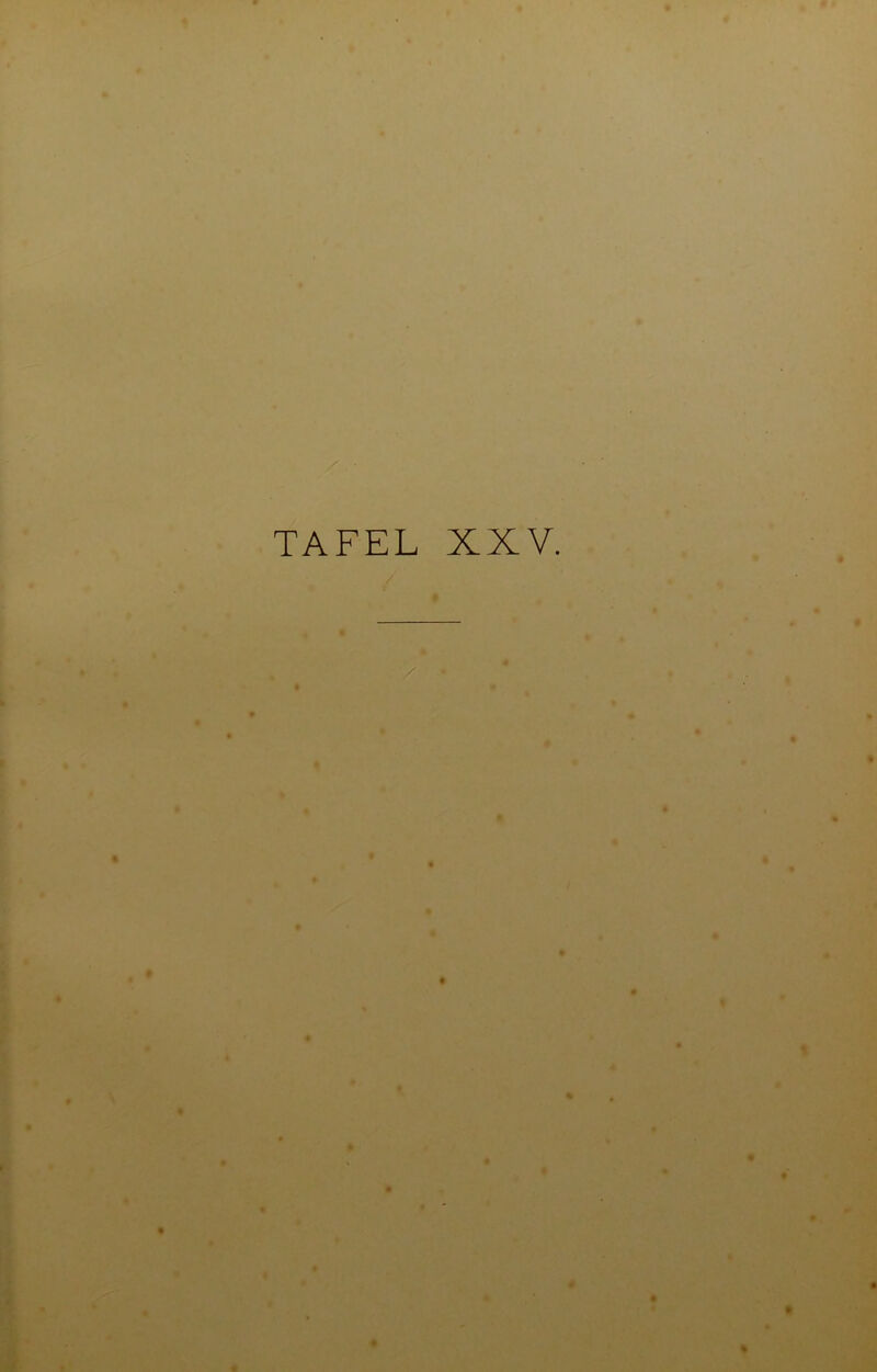 TAFEL XXV. / \ • t