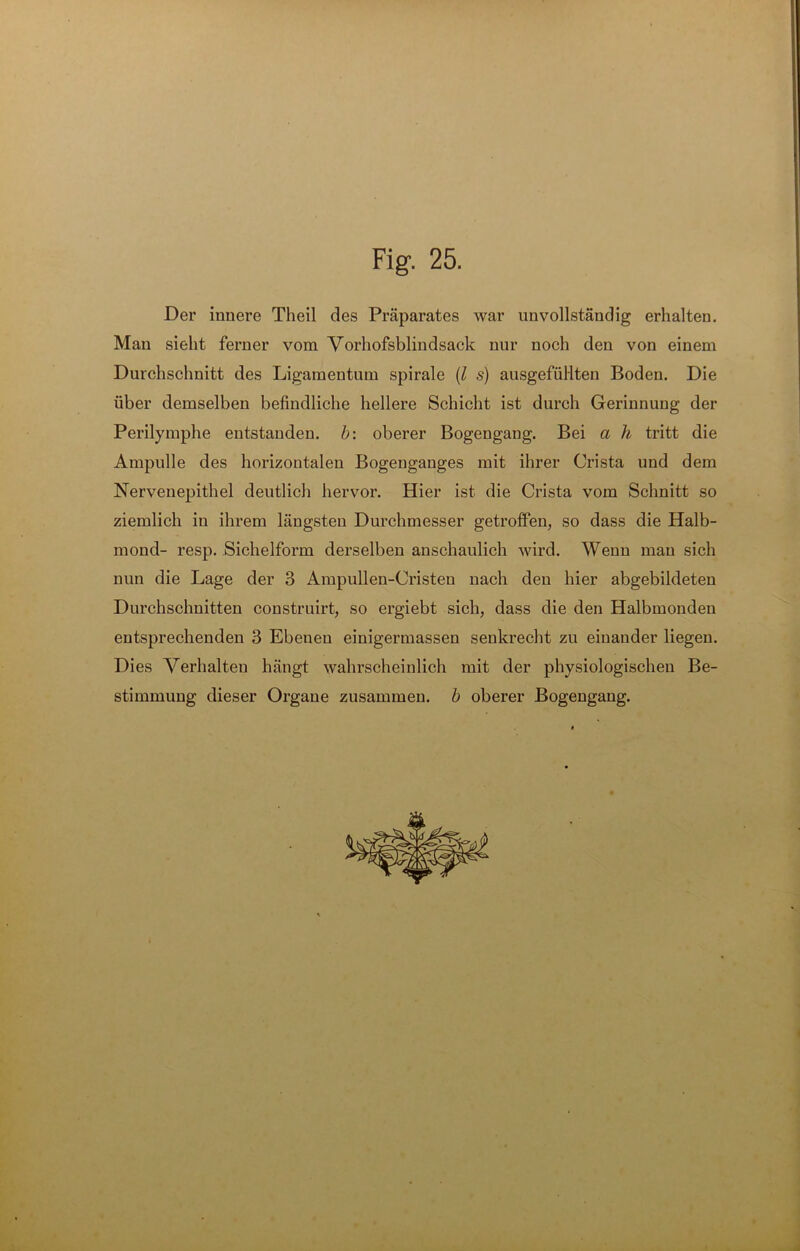 Der innere Theil des Präparates war unvollständig erhalten. Man sieht ferner vom Vorhofsblindsack nur noch den von einem Durchschnitt des Ligamentum spirale (l s) ausgefüllten Boden. Die über demselben befindliche hellere Schicht ist durch Gerinnung der Perilymphe entstanden, b: oberer Bogengang. Bei a h tritt die Ampulle des horizontalen Bogenganges mit ihrer Crista und dem Nervenepithel deutlich hervor. Hier ist die Crista vom Schnitt so ziemlich in ihrem längsten Durchmesser getroffen, so dass die Halb- mond- resp. Sichelform derselben anschaulich wird. Wenn mau sich nun die Lage der 3 Ampullen-Cristen nach den hier abgebildeten Durchschnitten construirt, so ergiebt sich, dass die den Halbmonden entsprechenden 3 Ebenen einigermassen senkrecht zu einander liegen. Dies Verhalten hängt wahrscheinlich mit der physiologischen Be- stimmung dieser Organe zusammen, b oberer Bogengang.