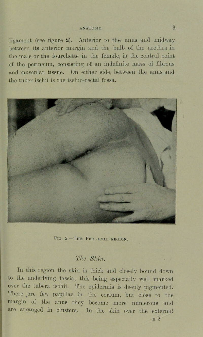 ligament (see figure 2). Anterior to the anus and midway between its anterior margin and the bulb of the urethra in the male or the fourchette in the female, is the central point of the perineum, consisting of an indefinite mass of fibrous and muscular tissue. On either side, between the anus and the tuber ischii is the ischio-rectal fossa. Fig. 2.—Thk Peei-anal begion. I The Skin. In this region the skin is thick and closely bound down to the underlying fascia, this being especially well marked over the tubera ischii. The epidermis is deeply pigmented. There ^are few papillae in the corium, but close to the margin of the anus they become more numerous and are arranged in clusters. In the skin over the external B 2