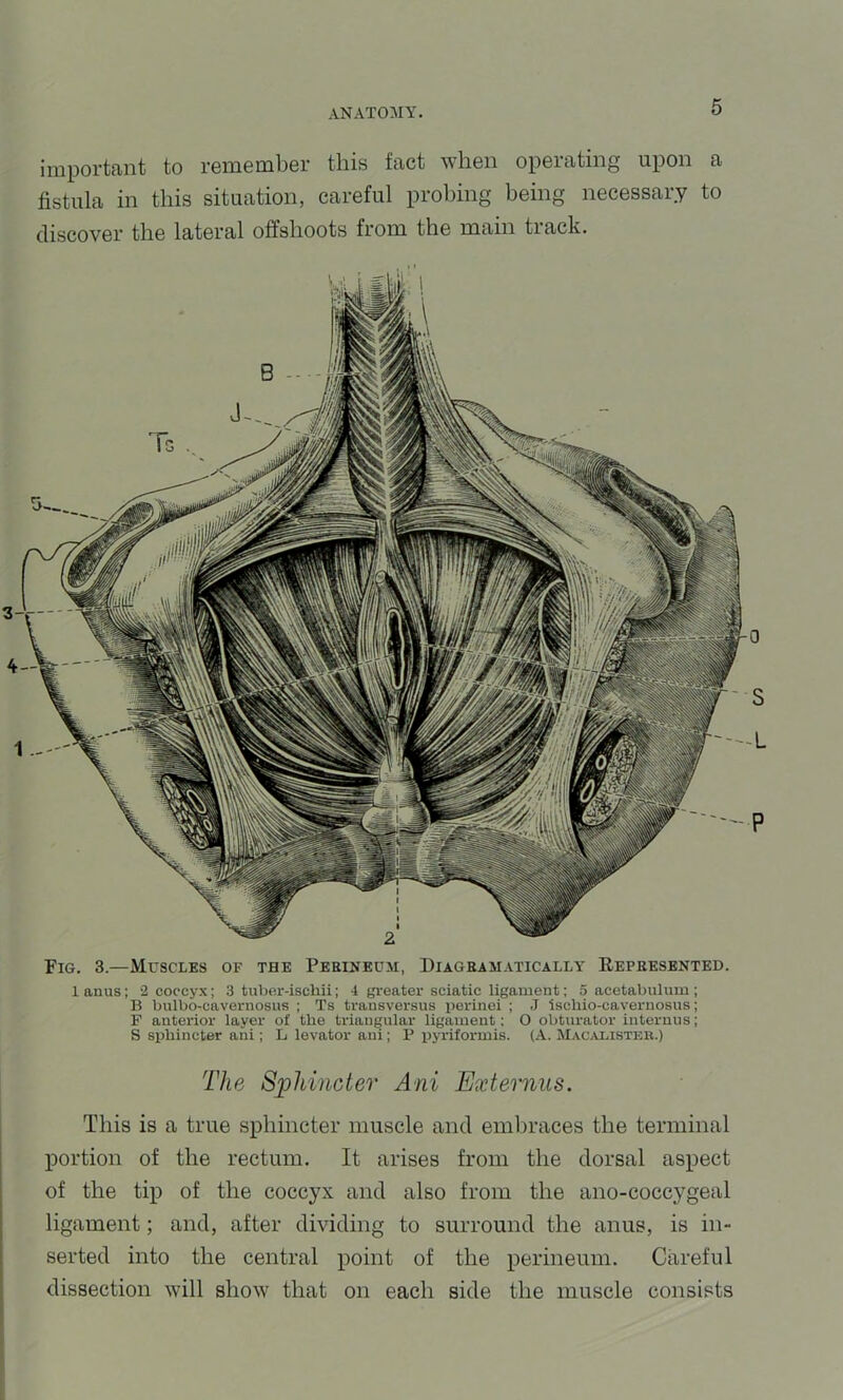 important to remember this fact when operating upon a fistula in this situation, careful probing being necessary to discover the lateral offshoots from the main track. Fig. 3.—Muscles of the Perineum, Diagramatically Represented. 1 anus; 2 coccyx; 3 tulier-ischii; 4 gi'eater sciatic ligament; 5 acetabulum ; B bulbo-cavernosus ; Ts trausversus perinci ; J ischio-cavernosus; F anterior layer of the triangular ligament: O obturator interuus; S sphincter ani; L levator ani; P iiyriformis. (A. Macalistek.) The Sphincter Ani Externus. This is a true sphincter muscle and embraces the terminal portion of the rectum. It arises from the dorsal aspect of the tip of the coccyx and also from the ano-coccygeal ligament; and, after dividing to surround the anus, is in- serted into the central point of the perineum. Careful dissection will show that on each side the muscle consists