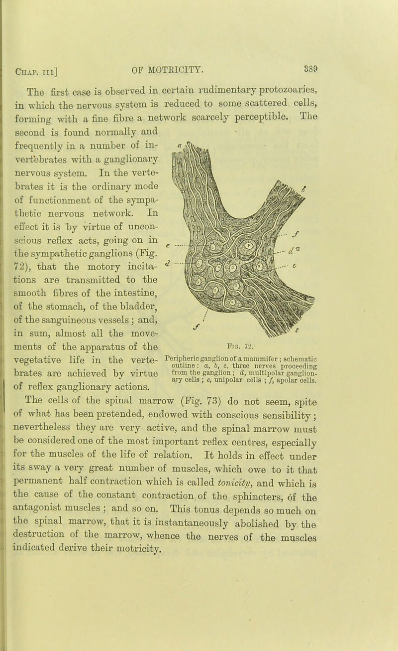 The first case is observed in certain rudimentary protozoaries, in which the nervous system is reduced to some scattered cells, forming with a fine fibre a network scarcely perceptible. The second is found normally and i frequently in a number of in- r vertebrates with a ganglionary li nervous system. In the verte- I brates it is the ordinary mode i of functionment of the sympa- thetic nervous network. In effect it is by virtue of uncon- scious reflex acts, going on in the sympathetic ganglions (Fig. 72), that the motory incita- i tions are transmitted to the j smooth fibres of the intestine, 1 of the stomach, of the bladder, of the sanguineous vessels; and, in sum, almost all the move- j ments of the apparatus of the ;• vegetative life in the verte- r brates are achieved by virtue of reflex ganglionary actions. ' The cells of the spinal marrow (Fig. 73) do not seem, spite of what has been pretended, endowed with conscious sensibility; nevertheless they are very active, and the spinal marrow must be considered one of the most important reflex centres, especially ■i for the muscles of the life of relation. It holds in effect under • its sway a veiy great number of muscles, which owe to it that I peimanent half contraction which is called tonicity, and which is the cause of the constant contraction of the sphincters, of the ; antagonist muscles ; and so on. This tonus depends so much on ■ the spinal marrow, that it is instantaneously abolished by the destruction of the marrow, whence the nerves of the muscles indicated dexdve their motricity. Fig. 72. Peripheric ganglion of amammifer; schematic outline; a, b, c, three nerves proceeding from the ganglion; d, multipolar ganglion- ary cells ; e, unipolar cells ; /, apolar cells.