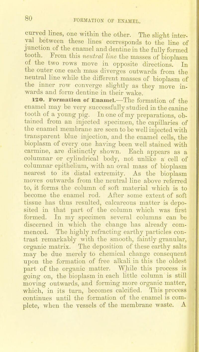 curved lines, one witliin the other. The slight inter- val between these lines corresponds to the line of junction of the enamel and dentine in the fully formed tooth. From this neutral line the masses of bioplasm of the two rows move in opposite directions. In the outer one each mass diverges outwards from the neutral line while the different masses of bioplasm of the inner row converge slightly as they move in- wards and form' dentine in their wake. 120. Formation of Enamel.—The formation of the enamel may be very successfully studied in the canine tooth of a young pig. In one of my preparations, ob- tained fi'om an injected specimen, the capillaries of the enamel membrane are seen to be well injected with transparent blue injection, and the enamel cells, the bioplasm of every one having been well stained with carmine, are distinctly shown. Each appears as a columnar or cylindrical body, not unlike a ceU of columnar epithelium, with an oval mass of bioplasm nearest to its distal extremity. As the bioplasm moves outwards from the neutral line above referred to, it forms the column of soft material which is to become the enamel rod. After some extent of soft tissue has thus resulted, calcareous matter is depo- sited in that part of the column which was fh'st formed. In my specimen several columns can be discerned in which the change has already com- menced. The highly refracting earthy particles con- trast remarkably with the smooth, faintly granular, organic matrix. The deposition of these earthy salts may be due merely to chemical change consequent upon the formation of free alkali in this the oldest part of the organic matter. While this pi'ocess is going on, the bioplasm in each little column is still moving outwards, and forming more organic matter, which, in its turn, becomes calcified. This process continues until the formation of the enamel is com- plete, when the vessels of the membrane waste. A