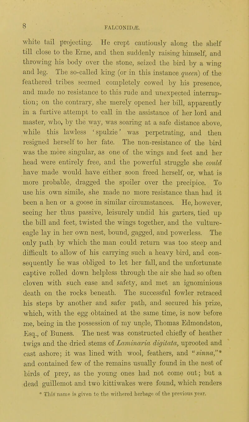 white tail projecting. He crept cautiously along tlie shelf till close to the Erne, and then suddenly raising himself, and throwing his body over the stone, seized the bird by a wing and leg. The so-called king (or in this instance queen) of the feathered tribes seemed completely cowed by his presence, and made no resistance to this rude and unexpected interrup- tion; on the contrary, she merely opened her bill, apparently in a furtive attempt to -call in the assistance of her lord and master, who, by the way, was soaring at a safe distance above, while this lawless 'spulzie' was perpetrating, and then resigned herself to her fate. The non-resistance of the bird was the more singular, as one of the wings and feet and her head were entirely free, and the powerful struggle she could have made would have either soon freed herself, or, what is more probable, dragged the spoiler over the precipice. To use his own simile, she made no more resistance than had it been a hen or a goose in similar circumstances. He, however, seeing her thus passive, leisurely undid his garters, tied up the bill and feet, twisted the wings together, and the vulture- eagle lay in her own nest, bound, gagged, and powerless. The only path by which the man could return was too steep and difficult to allow of his carrying such a heavy bird, and con- sequently he was obliged to let her fall, and the unfortvmate captive rolled down helpless through the air she had so often cloven with such ease and safety, and met an ignominious death on the rocks beneath. The successful fowler retraced his ste^DS by another and safer path, and secured his prize, which, with the egg obtained at the same time, is now before me, being in the possession of my uncle, Thomas Edmondston, Esq., of Buness. The nest was constructed chiefly of heather twigs and the dried stems oiZaminaria digitata, uprooted and cast ashore; it was lined with wool, feathers, and sinna* and contained few of the remains usually found in the nest of birds of prey, as the young ones had not come out; but a dead guillemot and two kittiwakes were found, which rendei-s * Tliis name i.s given to the withered herbage of the provinus ycwr.