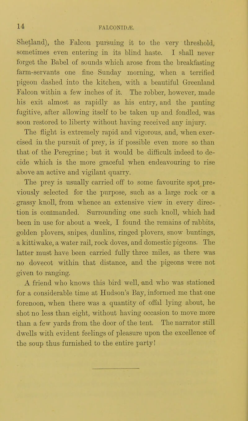 Shetland), the Falcon pursuing it to the very thresliold, sometimes even entering in its blind haste. I shall never forget the Babel of sounds which arose from the breakfasting farm-servants one fine Sunday morning, when a terrified pigeon dashed into the kitchen, with a beautiful Greenland Falcon within a few inches of it. The robber, however, made his exit almost as rapidly as his entry, and the panting fugitive, after allowing itself to be taken up and fondled, was soon restored to liberty without having received any injury. The flight is extremely rapid and vigorous, and, when exer- cised in the pursuit of prey, is if possible even more so than that of the Peregrine; but it would be difficult indeed to de- cide which is the more graceful when endeavouring to rise above an active and vigilant quarry. The prey is usually carried off to some favourite spot pre- viously selected for the piirpose, such as a large rock or a grassy knoll, from whence an extensive view in every direc- tion is commanded. Surrounding one such knoll, which had been in use for about a week, I found the remains of rabbits, golden plovers, snipes, dunlins, ringed plovers, snow buntings, a kittiwake, a water rail, rock doves, and domestic pigeons. The latter must have been carried fully three miles, as there was no dovecot within that distance, and the pigeons were not given to ranging. A friend who knows this bird well, and who was stationed for a considerable time at Hudson's Bay, informed me that one forenoon, when there was a quantity of offal lying about, he shot no less than eight, without having occasion to move more than a few yards from the door of the tent. The narrator still dwells with evident feelings of pleasure upon the excellence of the soup thus furnished to the entire party!