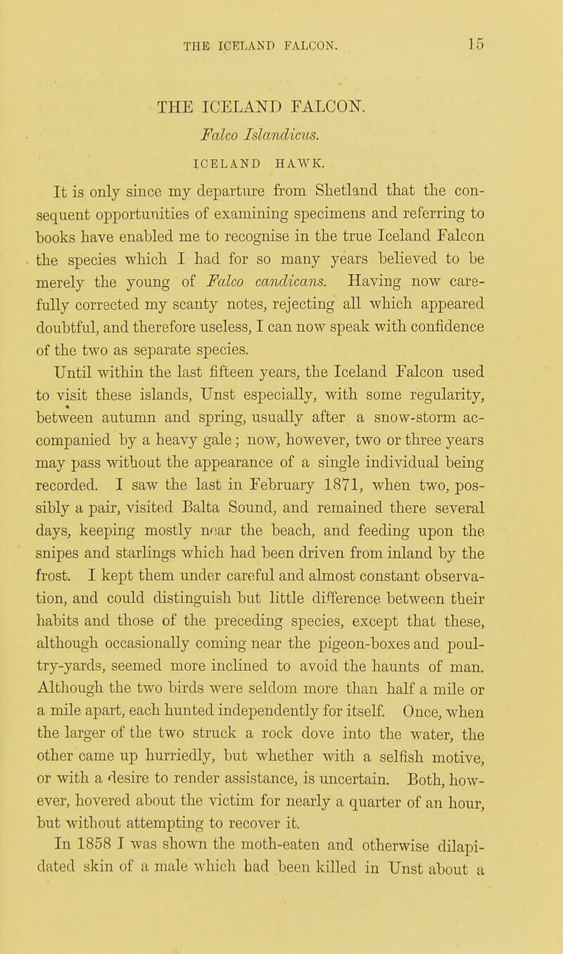 . THE ICELAND FALCON. Falco Islandicus. ICELAND HAWK. It is only since my departnre from Shetland that the con- sequent opportunities of examining specimens and referring to books have enabled me to recognise in the true Iceland Falcon the species which I had for so many years believed to be merely the young of Falco candicans. Having now care- fully corrected my scanty notes, rejecting all which appeared doubtful, and therefore useless, I can now speak with confidence of the two as separate species. Until within the last fifteen years, the Iceland Falcon used to visit these islands, Unst especially, with some regularity, between autumn and spring, usually after a snow-storm ac- companied by a heavy gale; now, however, two or three years may pass withoat the appearance of a single individual being recorded. I saw the last in February 1871, when two, pos- sibly a pair, visited Balta Sound, and remained there several days, keeping mostly near the beach, and feeding upon the snipes and starlings which had been driven from inland by the frost. I kept them under careful and almost constant observa- tion, and could distinguish but little difference between their habits and those of the preceding species, except that these, although occasionally coming near the pigeon-boxes and poul- try-yards, seemed more inclined to avoid the haunts of man. Although the two birds were seldom more than half a mile or a mile apart, each hunted independently for itself Once, when the larger of the two struck a rock dove into the water, the other came up hurriedly, but whether with a selfish motive, or with a desire to render assistance, is uncertain. Both, how- ever, hovered about the victim for nearly a quarter of an hour, but without attempting to recover it. In 1858 I was shown the moth-eaten and otherwise dilapi- dated skin of a male which had been killed in Unst about a