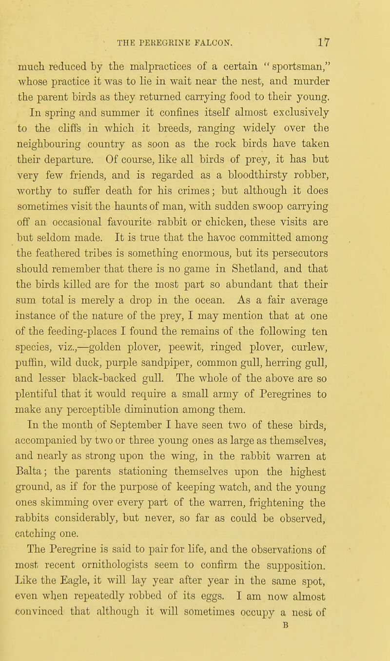 much reduced by the malpractices of a certain sportsman, whose practice it was to lie in wait near the nest, and murder the parent birds as they returned carrying food to their young. In spring and summer it confines itself almost exclusively to the cliffs in which it breeds, ranging widely over the neighbouring country as soon as the rock birds have taken their departure. Of course, like all birds of prey, it has but very few friends, and is regarded as a bloodthirsty robber, worthy to suffer death for his crimes; but although it does sometimes visit the haunts of man, with sudden swoop carrying off an occasional favourite rabbit or chicken, these visits are but seldom made. It is true that the havoc committed among the feathered tribes is something enormous, but its persecutors should remember that there is no game in Shetland, and that the birds killed are for the most part so abundant that their sum total is merely a drop in the ocean. As a fair average instance of the nature of the prey, I may mention that at one of the feeding-places I found the remains of the following ten species, viz.,—golden plover, peewit, ringed plover, curlew, puffin, wild duck, purple sandpiper, common gull, herring gull, and lesser black-backed gull. The whole of the above are so plentiful that it would require a small army of Peregrines to make any perceptible diminution among them. In the month of September I have seen two of these birds, accompanied by two or three young ones as large as themselves, and nearly as strong upon the wing, in the rabbit warren at Balta; the parents stationing themselves upon the highest ground, as if for the purpose of keeping watch, and the young ones skimming over every part of the warren, frightening the rabbits considerably, but never, so far as could be observed, catching one. The Peregrine is said to pair for life, and the observations of most recent ornithologists seem to confirm the supposition. Like the Eagle, it will lay year after year in the same spot, even when repeatedly robbed of its eggs. I am now almost convinced that although it will sometimes occupy a nest of B