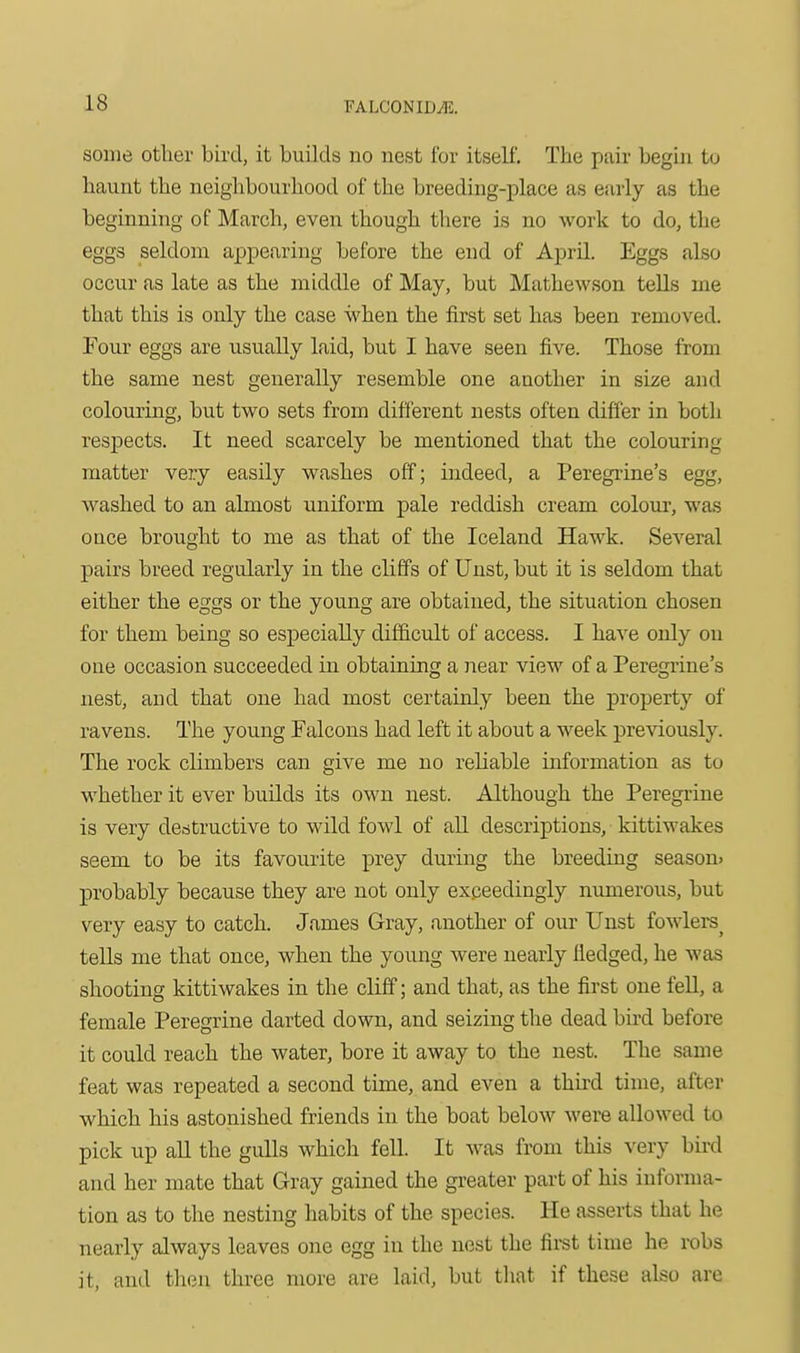 some other bird, it builds no nest for itself. The pair begin to haunt the neighbourhood of the breedmg-place as early as the beginning of March, even though there is no work to do, the eggs seldom appearing before the end of Aprd. Eggs also occur as late as the middle of May, but Mathewson teUs me that this is only the case when the first set has been removed. Four eggs are usually laid, but I have seen five. Those from the same nest generally resemble one another in size and colouring, but two sets from different nests often differ in both respects. It need scarcely be mentioned that the colouring matter vej:y easily washes off; indeed, a Peregi'ine's egg, washed to an almost uniform pale reddish cream colour, was once brought to me as that of the Iceland Hawk. Several pairs breed regularly in the cliffs of Unst, but it is seldom that either the eggs or the young are obtained, the situation chosen for them being so especially difficult of access. I have only on one occasion succeeded in obtaining a near view of a Peregrine's nest, and that one had most certainly been the property of ravens. The you.ng Falcons had left it about a week previously. The rock climbers can give me no reliable information as to whether it ever builds its own nest. Although the Peregrine is very destructive to wild fowl of all descriptions, kittiwakes seem to be its favourite prey during the breeding season, probably because they are not only exceedingly numerous, but very easy to catch. James Gray, another of our Unst fowlers^ teUs me that once, when the young were nearly fledged, he was shooting kittiwakes in the cliff; and that, as the first one feU, a female Peregrine darted down, and seizing the dead bird before it could reach the water, bore it away to the nest. The same feat was repeated a second time, and even a third time, after which his astonished friends in the boat below were allowed to pick up aU the gulls which fell. It was from this very bird and her mate that Gray gained the greater part of his informa- tion as to the nesting habits of the species. He asserts that he nearly always leaves one egg in the nest the fii-st time he robs it, and tlien three more are laid, but that if these also are