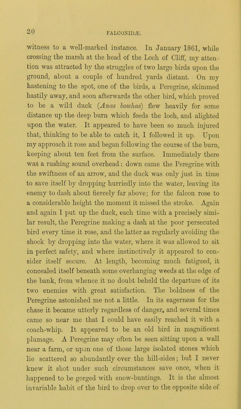witness to a well-marked instance. In January 1861, while crossing the marsh at the head of the Loch of Cliff, my atten ■ tion was attracted by the struggles of two large birds upon the ground, about a couple of hundred yards distant. On my hastening to the spot, one of the birds, a Peregrine, skimmed hastily away, and soon afterwards the other bird, which proved to be a wild duck (Anas boschas) flew heavily for some distance up the deep burn which feeds the loch, and alighted upon the water. It appeared to have been so much injured that, thinking to be able to catch it, I followed it up. Upon my approach it rose and began following the course of the burn, keeping about ten feet from the surface. Immediately there was a rushing sound overhead: down came the Peregrine with the swiftness of an arrow, and the duck was only just in time to save itself by dropping hurriedly into the water, leaving its enemy to dash about fiercely far above; for the falcon rose to a considerable height the moment it missed the stroke. Again and again I put up the duck, each time with a precisely simi- lar result, the Peregrine making a dash at the poor persecuted bird every time it rose, and the latter as regularly avoiding the shock by dropping into the water, where it was allowed to sit in perfect safety, and where instinctively it appeared to con- sider itself secure. At length, becoming much fatigued, it concealed itself beneath some overhanging weeds at the edge of the bank, from whence it no doubt beheld the departure of its two enemies with great satisfaction. The boldness of the Peregrine astonished me not a little. In its eagerness for the chase it became utterly regardless of danger, and several times came so near me that I could have easily reached it with a coach-whip. It appeared to be an old bird in magnificent plumage. A Peregrine may often be seen sitting upon a wall near a farm, or upon one of those large isolated stones which lie scattered so abundantly over the hill-sides; but I never knew it shot under such circumstances save once, when it happened to be gorged with snow-buntings. It is the almost invariable habit of the bird to drop over to the opposite side of