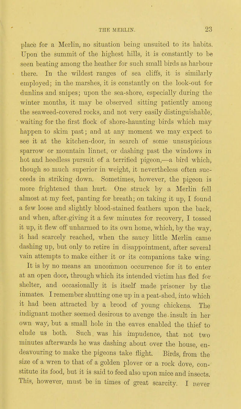 place for a Merlin, no situation being unsuited to its liabits. Upon the summit of the highest hills, it is constantly to be seen beatmg among the heather for such small birds as harbour there. In the wildest ranges of sea cliffs, it is similarly- employed; in the marshes, it is constantly on the look-out for dunlins and snipes; upon the sea-shore, especially during the winter months, it may be observed sitting patiently among the seaweed-covered rocks, and not very easily distinguishable, waiting for the first flock of shore-haunting birds which may happen to skim past; and at any moment we may expect to see it at the kitchen-door, in search of some unsuspicious sparrow or moimtain linnet, or dashing past the windows in hot and heedless pursuit of a terrified pigeon,—a bird which, though so much superior in weight, it nevertheless often suc- ceeds in striking down. Sometimes, however, the pigeon is more frightened than hurt. One struck by a Merlin fell almost at my feet, panting for breath; on taking it up, I found a few loose and slightly blood-stained feathers upon the back, and when, after-giving it a few minutes for recoveiy, I tossed it up, it flew off unharmed to its own home, which, by the way, it had scarcely reached, when the saucy little Merlin came dashing up, but only to retire in disappointment, after several vaiu attempts to make either it or its companions take wing. It is by no means an uncommon occurrence for it to enter at an open door, through which its intended victim has fled for shelter, and occasionally it is itself made prisoner by the inmates. I remember shutting one up in a peat-shed, into which it had been attracted by a brood of young chickens. The indignant mother seemed desirous to avenge the,insult in her own way, but a smaU hole in the eaves enabled the thief to elude us both. Such was his impudence, that not two minutes afterwards he was dashing about over the house, en- deavouring to make the pigeons take flight. Birds, from the size of a wren to that of a golden plover or a rock dove, con- stitute its food, but it is said to feed also upon mice and insects. This, however, must be in times of great scarcity. I never
