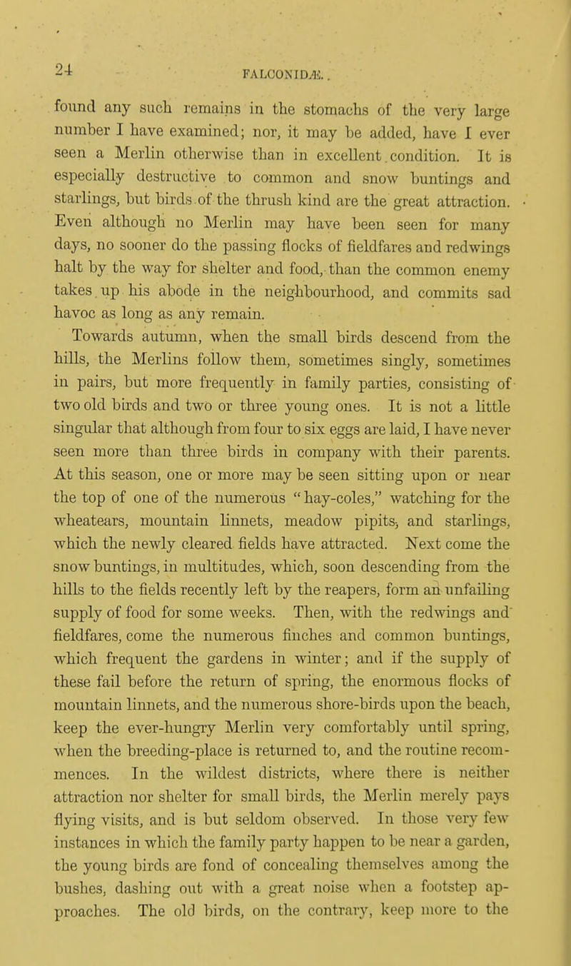 2-t FALCON IDTU. found any such remains in the stomachs of the very large number I have examined; nor, it may be added, have I ever seen a Merlin otherwise than in excellent. condition. It is especially destructive to common and snow buntings and starlings, but birds.of the thrush kind are the great attraction. Even although no Merlin may have been seen for many days, no sooner do the passing flocks of fieldfares and redwings halt by the way for shelter and food, than the common enemy takes , up his abode in the neighbourhood, and commits sad havoc as long as any remain. Towards autumn, when the small birds descend from the hills, the Merlins follow them, sometimes singly, sometimes in pairs, but more frequently in family parties, consisting of two old birds and two or three young ones. It is not a little singular that although from four to six eggs are laid, I have never seen more than three birds in company with their parents. At this season, one or more may be seen sitting upon or near the top of one of the numerotis  hay-coles, watching for the wheatears, mountain linnets, meadow pipits^ and starlings, which the newly cleared fields have attracted. Next come the snow buntings, in multitudes, which, soon descending from the hills to the fields recently left by the reapers, form ah unfailing supply of food for some weeks. Then, with the redwings and' fieldfares, come the numerous finches and common buntings, which frequent the gardens in winter; and if the supply of these fail before the return of spring, the enormous flocks of mountain linnets, and the numerous shore-birds upon the beach, keep the ever-hungry Merlin very comfortably until spring, when the breeding-place is returned to, and the routine recom- mences. In the wildest districts, where there is neither attraction nor shelter for smaU birds, the Merlin merely pays flying visits, and is but seldom observed. In those veiy few instances in which the family party happen to be near a garden, the young birds are fond of concealing themselves among the bushes, dashing out with a great noise when a footstep ap- proaches. The old birds, on the contrary, keep more to the