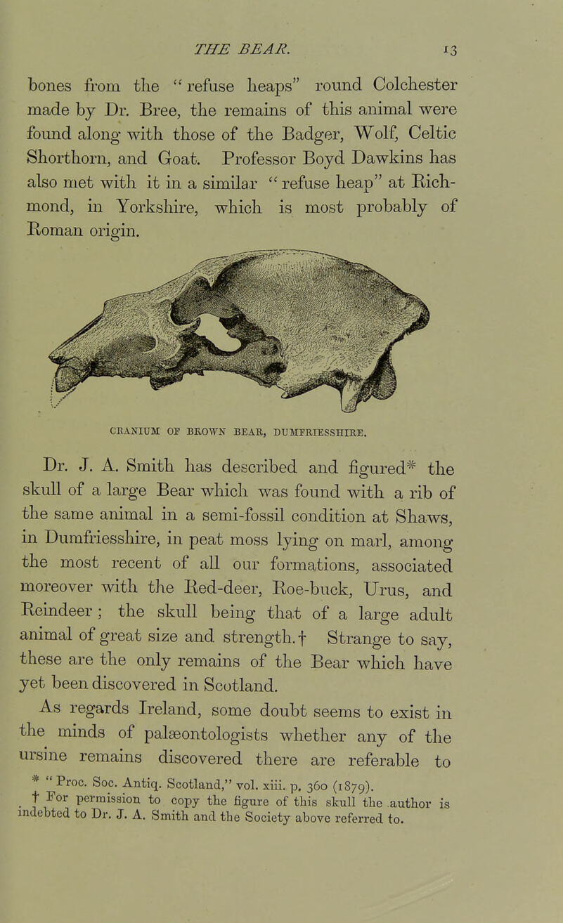 bones from the refuse heaps round Colchester made by Dr. Bree, the remains of this animal were found along- with those of the Badger, Wolf, Celtic Shorthorn, and Goat. Professor Boyd Dawkins has also met with it in a similar  refuse heap at Bich- mond, in Yorkshire, which is most probably of Koman origin. CEANIUM OF BROWN BEAR, DUMFRIESSHIRE. Dr. J. A. Smith has described and figured'^ the skull of a large Bear which was found with a rib of the same animal in a semi-fossil condition at Shaws, in Dumfriesshire, in peat moss lying on marl, among the most recent of all our formations, associated moreover with the Bed-deer, Boe-buck, Urus, and Beindeer; the skull being that of a large adult animal of great size and strength, f Strange to say, these are the only remains of the Bear which have yet been discovered in Scotland. As regards Ireland, some doubt seems to exist in the minds of palaeontologists whether any of the ursine remains discovered there are referable to *  Proc. Soc. Antiq. Scotland, vol. xiii. p. 360 (1879). _ t For permission to copy the %nre of this skull the author is indebted to Dr. J. A. Smith and the Society above referred to.