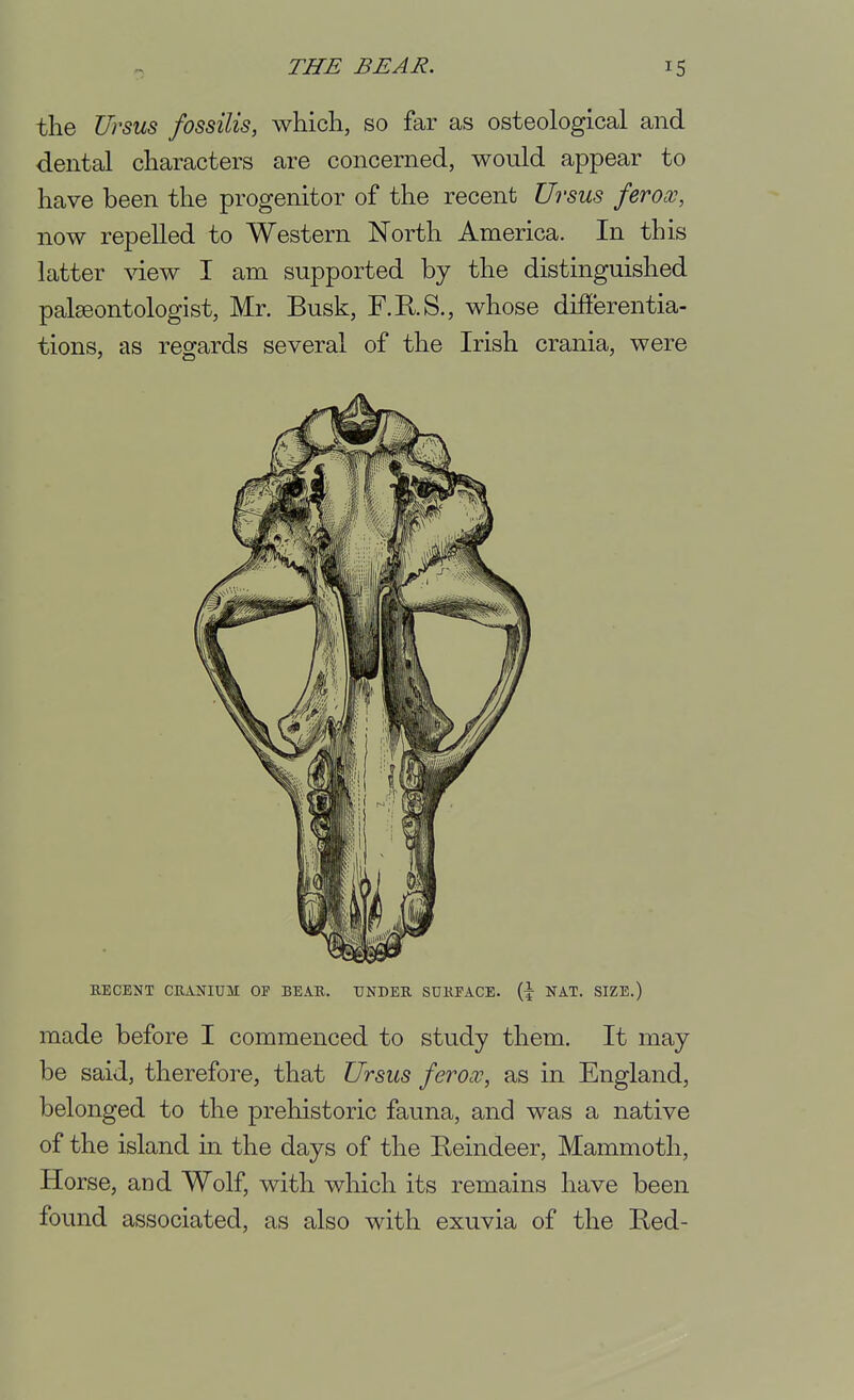 the TJrsus fossilis, which, so far as osteological and dental characters are concerned, would appear to have been the progenitor of the recent Ursus ferox, now repelled to Western North America. In this latter view I am supported by the distinguished palaeontologist, Mr. Busk, F.RS., whose dift'erentia- tions, as reojards several of the Irish crania, were KECENT CEANIUM OF BEAR. UNDER SURFACE, NAT. SIZE.) made before I commenced to study them. It may be said, therefore, that Urms ferocc^ as in England, belonged to the prehistoric fauna, and was a native of the island in the days of the Reindeer, Mammoth, Horse, and Wolf, with which its remains have been found associated, as also with exuvia of the Red-