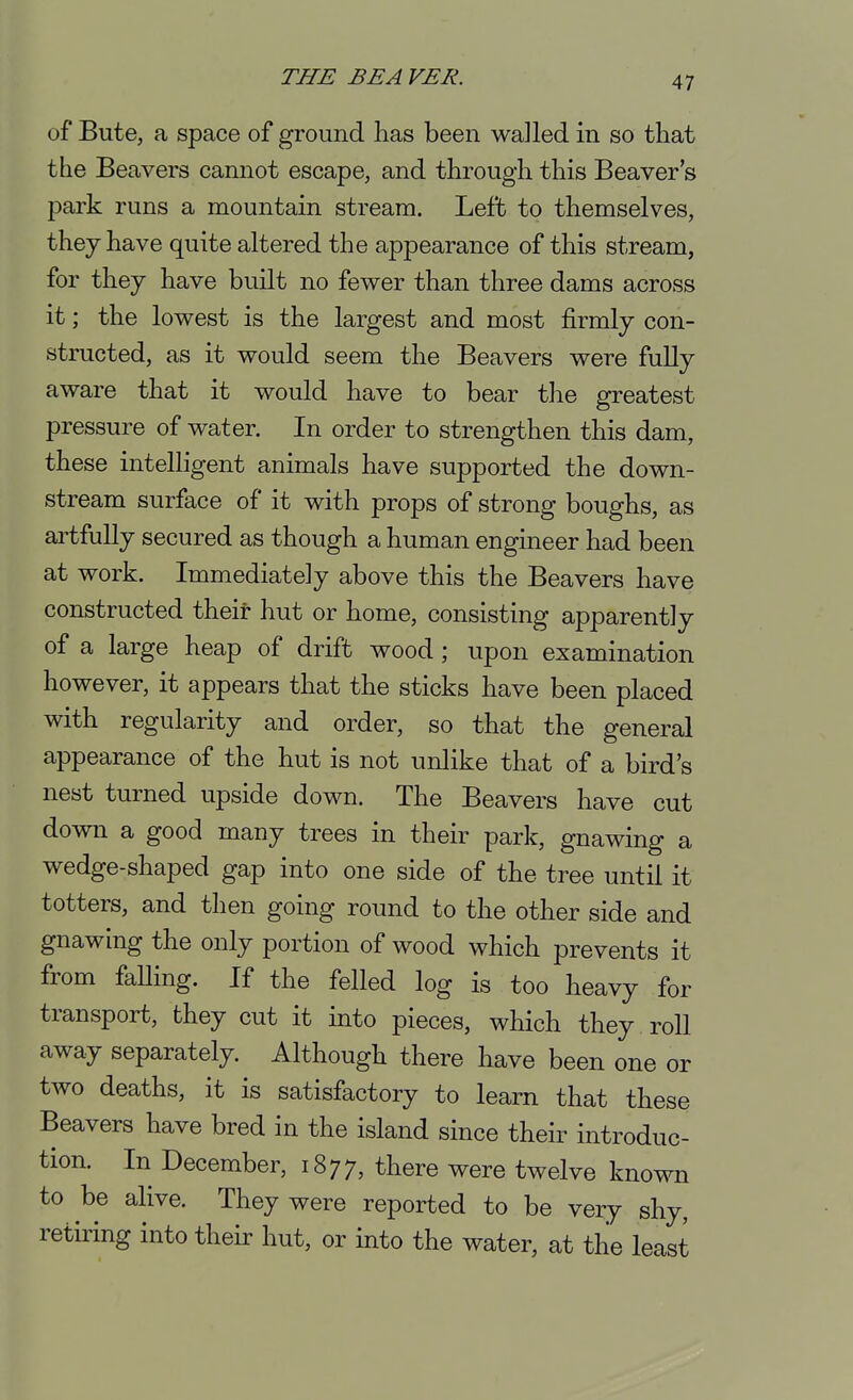 of Bute, a space of ground has been walled in so that the Beavers cannot escape, and through this Beaver's park runs a mountain stream. Left to themselves, they have quite altered the appearance of this stream, for they have built no fewer than three dams across it; the lowest is the largest and most firmly con- structed, as it would seem the Beavers were fully aware that it would have to bear the greatest pressure of water. In order to strengthen this dam, these intelligent animals have supported the down- stream surface of it with props of strong boughs, as artfully secured as though a human engineer had been at work. Immediately above this the Beavers have constructed theii- hut or home, consisting apparently of a large heap of drift wood; upon examination however, it appears that the sticks have been placed with regularity and order, so that the general appearance of the hut is not unlike that of a bird's nest turned upside down. The Beavers have cut down a good many trees in their park, gnawing a wedge-shaped gap into one side of the tree until it totters, and then going round to the other side and gnawing the only portion of wood which prevents it from falling. If the felled log is too heavy for transport, they cut it into pieces, which they roll away separately. Although there have been one or two deaths, it is satisfactory to learn that these Beavers have bred in the island since their introduc- tion. In December, 1877, there were twelve known to be alive. They were reported to be very shy, retiring into their hut, or into the water, at the least