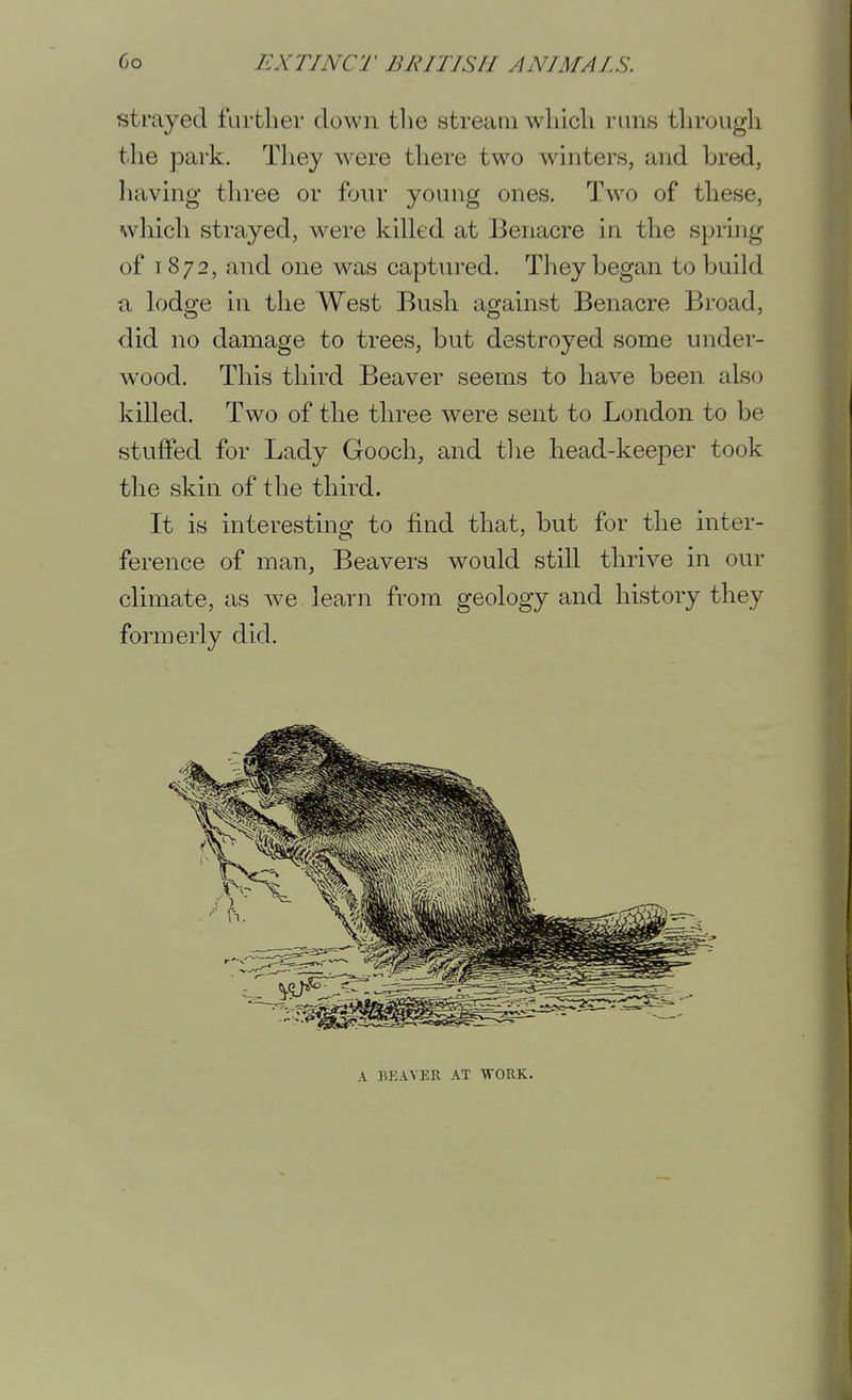 strayed further down the stream which runs through the park. They were there two winters, and bred, having three or four young ones. Two of these, which strayed, were killed at Benacre in the spring of 1872, and one was captured. They began to build ci lodge in the West Bush against Benacre Broad, did no damage to trees, but destroyed some under- wood. This tliird Beaver seems to have been also killed. Two of the three were sent to London to be stuffed for Lady Gooch, and tlie head-keeper took the skin of the third. It is interesting to find that, but for the inter- ference of man. Beavers would still thrive in our climate, as we learn from geology and history they formerly did. A BEAVER AT WORK.