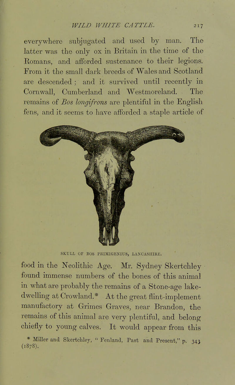everywhere subjugated and used by man. Tlie latter was the only ox in Britain in the time of the Eomans, and afforded sustenance to their legions. From it the small dark breeds of Wales and Scotland are descended ; and it survived until recently in Cornwall, Cumberland and Westmoreland. The remains of Bos longifrons are plentiful in the English fens, and it seems to have afforded a staple article of SKULL OP BOS PMMIGENIUS, LAKCASULRE. food m the Neolithic Age. Mr. Sydney Skertchley found immense numbers of the bones of this animal in what are probably the remains of a Stone-age lake- dwelling at Crowland.* At the great flint-implement manufactory at Grimes Graves, near Brandon, the remains of this animal are very plentiful, and belong chiefly to young calves. It would appear from this * Miller and Skertchley,  Fenland, Past and Present, p. 343 (1878).