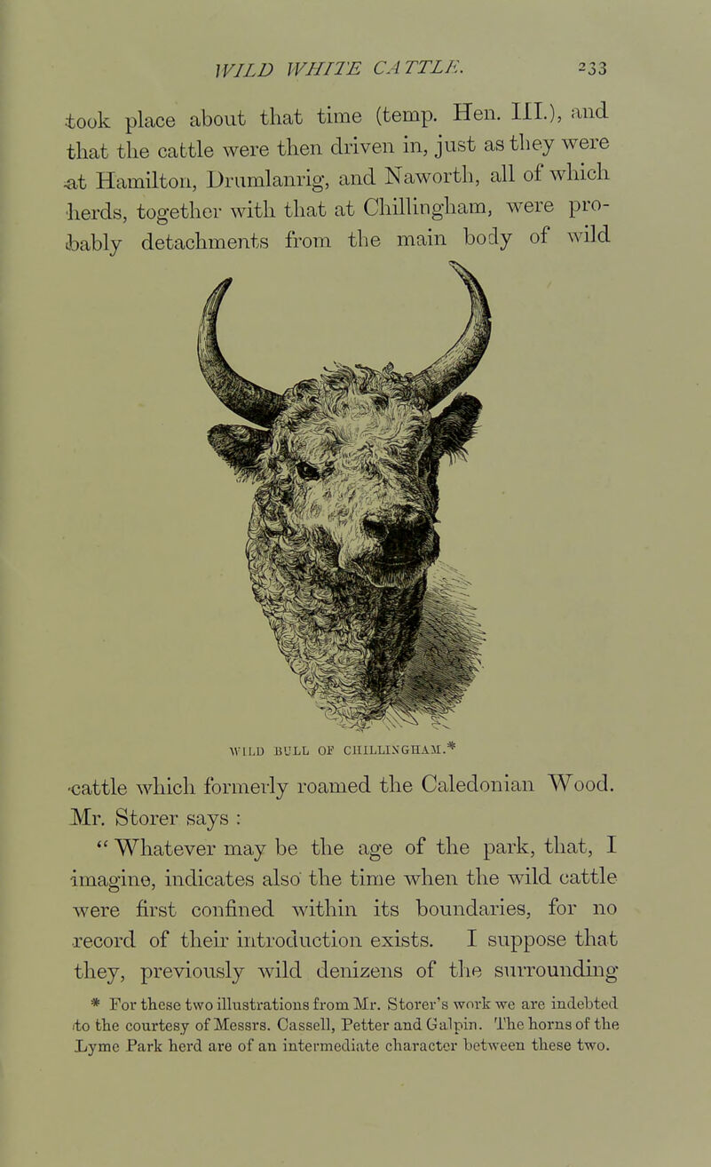took place about that time (temp. Hen. III.), and that the cattle were then driven in, just as they were ^t Hamilton, Drumlanrig, and Naworth, all of which herds, together with that at Chillingham, were pro- cbably detachments from the main body of wild AVILU BULL OF CUILLIXGHAJI.* •cattle which formerly roamed the Caledonian Wood. Mr, Storer says : Whatever may be the age of the park, that, I imagine, indicates also the time when the wild cattle were first confined within its boundaries, for no •record of their introduction exists. I suppose that they, previously wild denizens of the surrounding * For these two illustrations from Mr. Storer's work we are indebted .to tlie courtesy of Messrs. Cassell, Fetter and Galpin. The horns of the Lyme Fark herd are of an intermediate character between these two.
