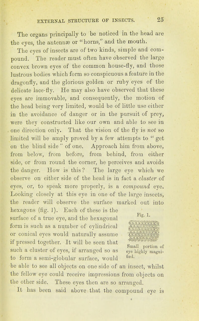 The organs principally to be noticed in the head are the eyes, the antennae or  horns, and the mouth. The eyes of insects are of two kinds, simple and com- pound. The reader must often have observed the large convex brown eyes of the common house-fly, and those lustrous bodies which form so conspicuous a feature in the dragonfly, and the glorious golden or ruby eyes of the delicate lace-fly. He may also have observed that these eyes are immovable, and consequently, the motion of the head being very limited, would be of little use either in the avoidance of danger or in the pursuit of prey, were they constructed like our own and able to see in one direction only. That the vision of the fly is not so limited will be amply proved by a few attempts to  get on the blind side  of one. Approach him from above, from below, from before, from behind, from either side, or from round the corner, he perceives and avoids the danger. How is this ? The large eye which we observe on either side of the head is in fact a cluster of eyes, or, to speak more properly, is a compound eye. Looking closely at this eye in one of the large insects, the reader will observe the surface marked out into hexagons (fig. ]). Each of these is the surface of a true eye, and the hexagonal / fl^w form is such as a number of cylindrical ^^^^^^^ or conical eyes would naturally assume ^^^^^^^ if pressed together. It will be seen that , , , „ .„ , Small portion of such a cluster 01 eyes, if arranged so as eye highly magni- to form a semi-globular surface, would fied- be able to see all objects on one side of an insect, whilst the fellow eye could receive impressions from objects on the other side. These eyes then are so arranged. It has been said above that the compound eye is