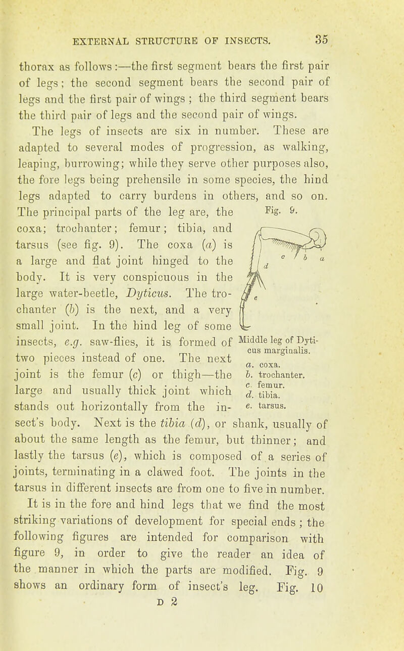 thorax as follows:—the first segment bears the first pair of legs; the second segment bears the second pair of legs and the first pair of wings ; the third segment bears the third pair of legs and the second pair of wings. The lesrs of insects are six in number. These are adapted to several modes of progression, as walking, leaping, burrowing; while they serve other purposes also, the fore legs being prehensile in some species, the hind legs adapted to carry burdens in others, and so on. The principal parts of the leg are, the Fig- &- coxa; trochanter; femur; tibia, and tarsus (see fig. 9). The coxa (a) is a large and flat joint hinged to the body. It is very conspicuous in the large water-beetle, Dyticus. The tro- chanter (b) is the next, and a very small joint. In the hind leg of some insects, e.g. saw-flies, it is formed of Middleleg•ofDyti- two pieces instead of one. The next joint is the femur (c) or thigh—the large and usually thick joint which stands out horizontally from the in- sect's body. Next is the tibia (d), or shank, usually of about the same length as the femur, but thinner; and lastly the tarsus (e), which is composed of.a series of joints, terminating in a clawed foot. The joints in the tarsus in different insects are from one to five in number. It is in the fore and hind legs that we find the most striking variations of development for special ends ; the following figures are intended for comparison with figure 9, in order to give the reader an idea of the manner in which the parts are modified. Fig. 9 shows an ordinary form of insect's leg. Fig. 10 D 2 cus margiualis. a. coxa. b. trochanter, c femur. d. tibia. e. tarsus.