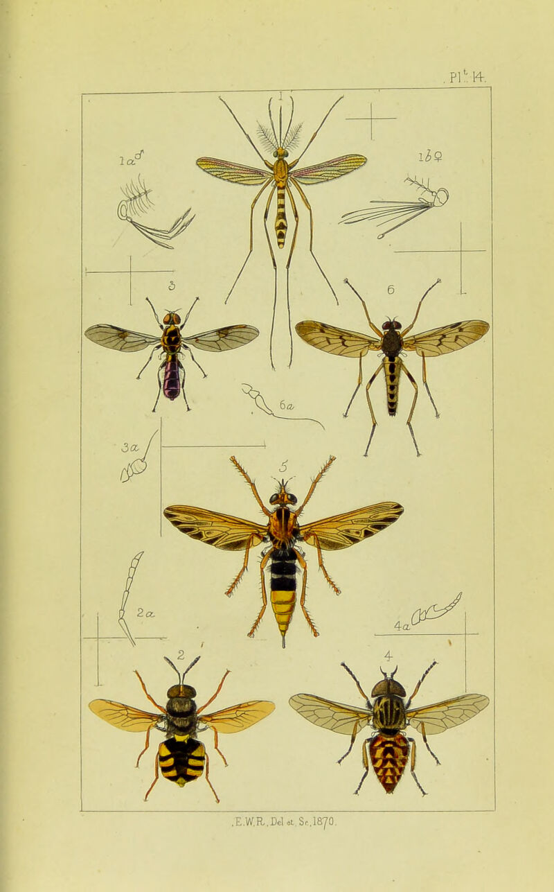 .E.W.R.DcU Sr.1870.