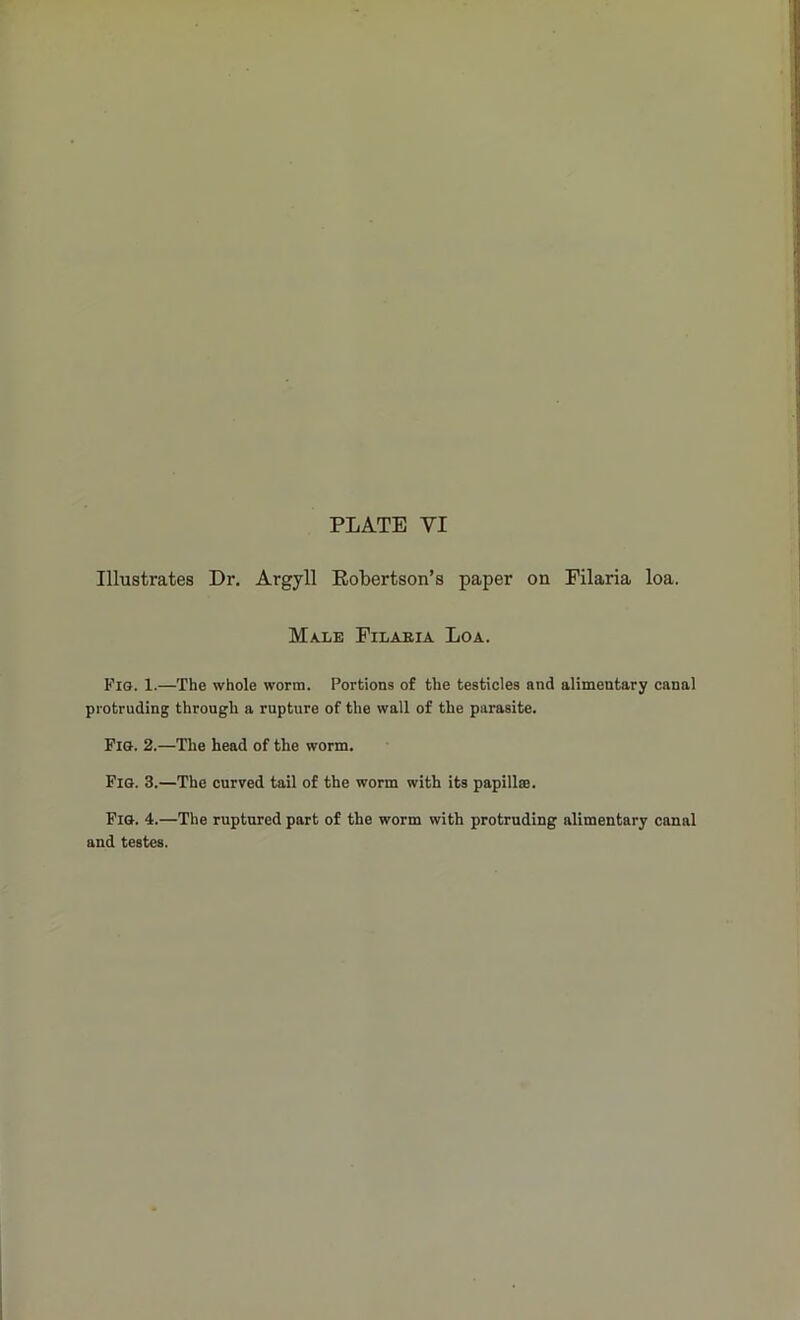 PLATE YI Illustrates Dr. Argyll Robertson’s paper on Filaria loa. Mue Filaria Loa. Fig. 1.—The whole worm. Portions of the testicles and alimentary canal protruding through a rupture of the wall of the parasite. Fig. 2.—The head of the worm. Fig. 3.—The curved tail of the worm with its papillai. Fig. 4.—The ruptured part of the worm with protruding alimentary canal and testes.