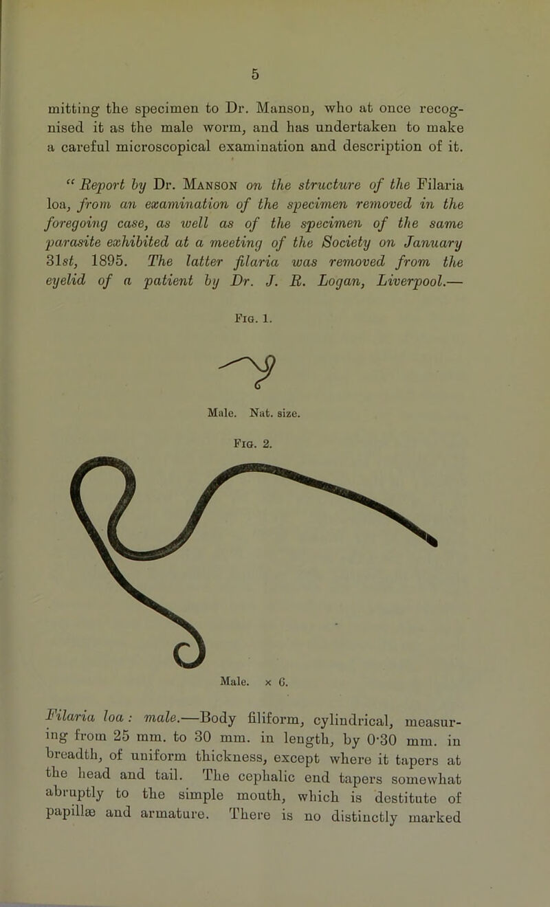 mitting the specimen to Dr. Manson, who at once recog- nised it as the male worm, and has undertaken to make a careful microscopical examination and description of it. “ Report by Dr. Manson on the structure of the Filaria loa, from an examination of the specimen removed in the foregoing case, as well as of the specimen of the same parasite exhibited at a meeting of the Society on January 31s£, 1895. The latter filaria was removed from the eyelid of a patient by Dr. J. R. Logan, Liverpool.— Filaria loa: male.—Body filiform, cylindrical, measur- ing from 25 mm. to 30 mm. in length, by 0'30 mm. in breadth, of uniform thickness, except where it tapers at the head and tail. The cephalic end tapers somewhat abruptly to the simple mouth, which is destitute of papillae and armature. There is no distinctly marked Fig. 1. Male. Nat. size. Fig. 2. Male, x G.