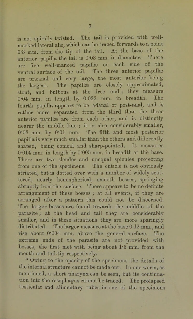 is not spirally twisted. The tail is provided with well- marked lateral aim, which can be traced forwards to a point 0-3 mm. from the tip of the tail. At the base of the anterior papilla the tail is 0'08 mm. in diameter. There are five well-marked papillae on each side of the ventral surface of the tail. The three anterior papillae are prmanal and very large, the most anterior being the largest. The papillae are closely approximated, stout, and bulbous at the free end ; they measure 0-04 mm. in length by 0-022 mm. in breadth. The fourth papilla appears to be adanal or post-anal, and is rather more separated from the third than the three anterior papillae are from each other, and is distinctly nearer the middle line ; it is also considerably smaller, 0‘03 mm. by 0-01 mm. The fifth and most posterior papilla is very much smaller than the others and differently shaped, being conical and sharp-pointed. It measures 0-014 mm. in length by 0’005 mm. in breadth at the base. There are two slender and unequal spicules projecting from one of the specimens. The cuticle is not obviously striated, but is dotted over with a number of widely scat- tered, nearly hemispherical, smooth bosses, springing abruptly from the surface. There appears to be no definite arrangement of these bosses ; at all events, if they are arranged after a pattern this could not be discerned. The larger bosses are found towards the middle of the parasite; at the head and tail they are considerably smaller, and in these situations they are more sparingly distributed. The larger measure at the base O'12 mm., and rise about (H)04 mm. above the general surface. The extreme ends of the parasite are not provided with bosses, the first met with being about 1’5 mm. from the mouth and tail-tip respectively. “ Owing to the opacity of the specimens the details of the internal structure cannot be made out. In one worm, as mentioned, a short pharynx can be seen, but its continua- tion into the oesophagus cannot be traced. The prolapsed testicular and alimentary tubes in one of the specimens