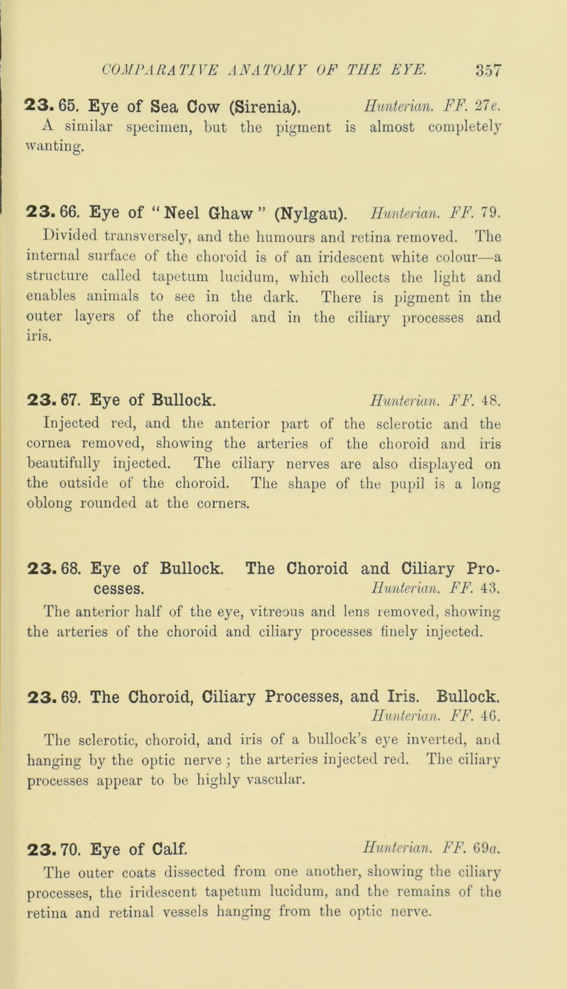 23.65. Eye of Sea Cow (Sirenia). Hunterian. FF. 27e. A similar specimen, but the pigment is almost completely wanting. 23. 66. Eye of “ Neel Ghaw ” (Nylgau). Hunterian. FF. 79. Divided transversely, and the humours and retina removed. The internal surface of the choroid is of an iridescent white colour—a structure called tapetum lucidum, which collects the light and enables animals to see in the dark. There is pigment in the outer layers of the choroid and in the ciliary processes and iris. 23. 67. Eye of Bullock. Hunterian. FF. 48. Injected red, and the anterior part of the sclerotic and the cornea removed, showing the arteries of the choroid and iris beautifully injected. The ciliary nerves are also displa3'ed on the outside of the choroid. The shape of the pupil is a long oblong rounded at the corners. 23.68. Eye of Bullock. The Choroid and Ciliary Pro- cesses. Hunterian. FF. 43. The anterior half of the eye, vitreous and lens removed, showing the arteries of the choroid and ciliary processes finely injected. 23.69. The Choroid, Ciliary Processes, and Iris. Bullock. Hunterian. FF. 46. The sclerotic, choroid, and iris of a bullock’s eye inverted, and hanging by the optic nerve ; the arteries injected red. The ciliaiy processes appear to be highly vascular. 23. 70. Eye of Calf. Hunterian. FF. 69a. The outer coats dissected from one another, showing the ciliary processes, the iridescent tapetum lucidum, and the remains of the retina and retinal vessels hanging from the optic nerve.
