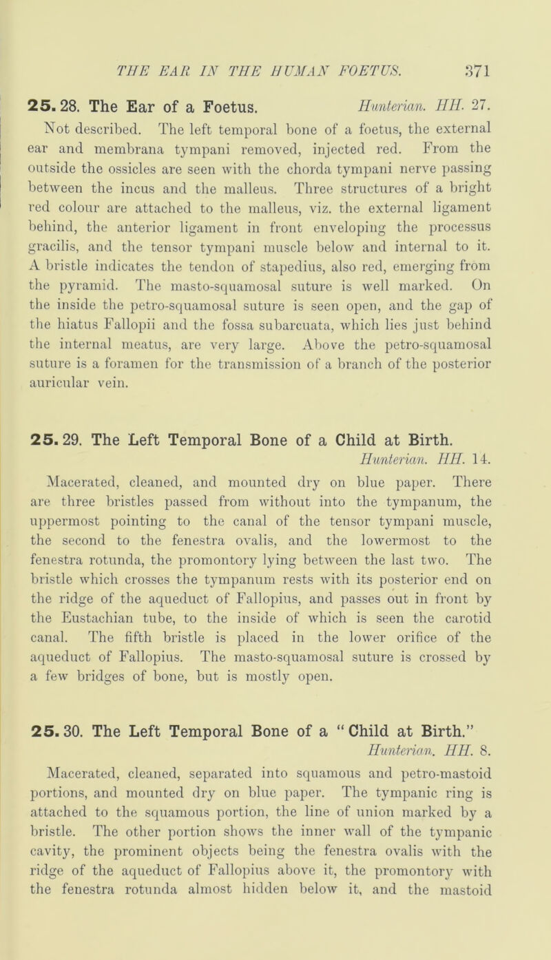 rilE EAR IN THE HUMAN FOETUS. OTi Oil 25.28. The Ear of a Foetus. Hunterian. IIIL '21. Not described. The left temporal bone of a foetus, the external ear and membrana tympani removed, injected red. From the outside the ossicles are seen with the chorda tympani nerve passing between the incus and the malleus. Three structures of a bright red colour are attached to the malleus, viz. the external ligament behind, the anterior ligament in front enveloping the processus gracilis, and the tensor tympani muscle below and internal to it. A bristle indicates the tendon of stapedius, also red, emeiging from the pyramid. The masto-squamosal suture is well marked. On the inside the petro-squamosal suture is seen open, and the gap of the hiatus Fallopii and the fossa subarcuata, which lies just behind the internal meatus, are very large. Above the petro-squamosal suture is a foramen for the transmission of a branch of the posterior auricular vein. 25.29. The Left Temporal Bone of a Child at Birth. Hunterian. HH. 14. Macerated, cleaned, and mounted dry on blue paper. There are three bristles passed from without into the tympanum, the uppermost pointing to the canal of the tensor tympani muscle, the second to the fenestra ovalis, and the lowermost to the fenestra rotunda, the promontory lying between the last two. The bristle which crosses the tympanum rests with its posterior end on the ridge of the aqueduct of Fallopius, and passes out in front by the Eustachian tube, to the inside of which is seen the carotid canal. The fifth bristle is placed in the lower orifice of the aqueduct of Fallopius. The masto-sc[uamosal suture is crossed by a few bridges of bone, but is mostly open. 25.30. The Left Temporal Bone of a “Child at Birth.” Hunterian. HH. 8. Macerated, cleaned, separated into squamoiis and petro-mastoid portions, and mounted dry on blue paper. The tympanic ring is attached to the squamous portion, the line of union marked by a bristle. The other portion shows the inner wall of the tympanic cavity, the prominent objects being the fenestra ovalis with the ridge of the aqueduct of Fallopius above it, the promontory with the fenestra rotunda almost hidden below it, and the mastoid