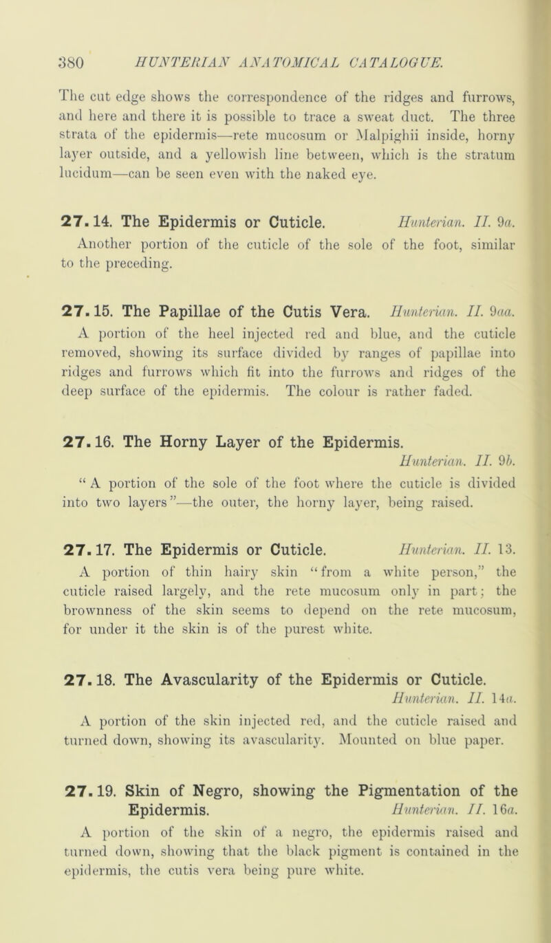The cat edge shows the correspondence of the ridges and furrows, and here and there it is possible to trace a sweat duct. The three strata of the epidermis—rete raucosum or Malpighii inside, horny layer outside, and a yellowish line between, which is the stratum lucidum—can be seen even with the naked eye. 27.14. The Epidermis or Cuticle. Ilunterian. II. 9a. Another portion of the cuticle of the sole of the foot, similar to the preceding. 27.15. The Papillae of the Cutis Vera. Hunterian. II. 9aa. A portion of the heel injected red and blue, and the cuticle removed, showing its surface divided by ranges of papillae into ridges and furrows which fit into the furrows and ridges of the deep surface of the epidermis. The colour is rather faded. 27.16. The Horny Layer of the Epidermis. Hunterian. II. 9h. “ A portion of the sole of the foot where the cuticle is divided into two layers”—the outer, the horny layer, being raised. 27.17. The Epidermis or Cuticle. Hunterian. II. 13. A portion of thin hairy skin “ from a white person,” the cuticle raised largely, and the rete mucosum only in part; the brownness of the skin seems to depend on the rete mucosum, for under it the skin is of the purest white. 27.18. The Avascularity of the Epidermis or Cuticle. Hunterian. II. 14a. A portion of the skin injected red, and the cuticle raised and turned down, showing its avascularity. Mounted on blue paper. 27.19. Skin of Negro, showing the Pigmentation of the Epidermis. Hunterian. II. 16a. A })ortion of the skin of a negro, the epidermis raised and turned down, showing that the black pigment is contained in the epidermis, the cutis vera being pure white.