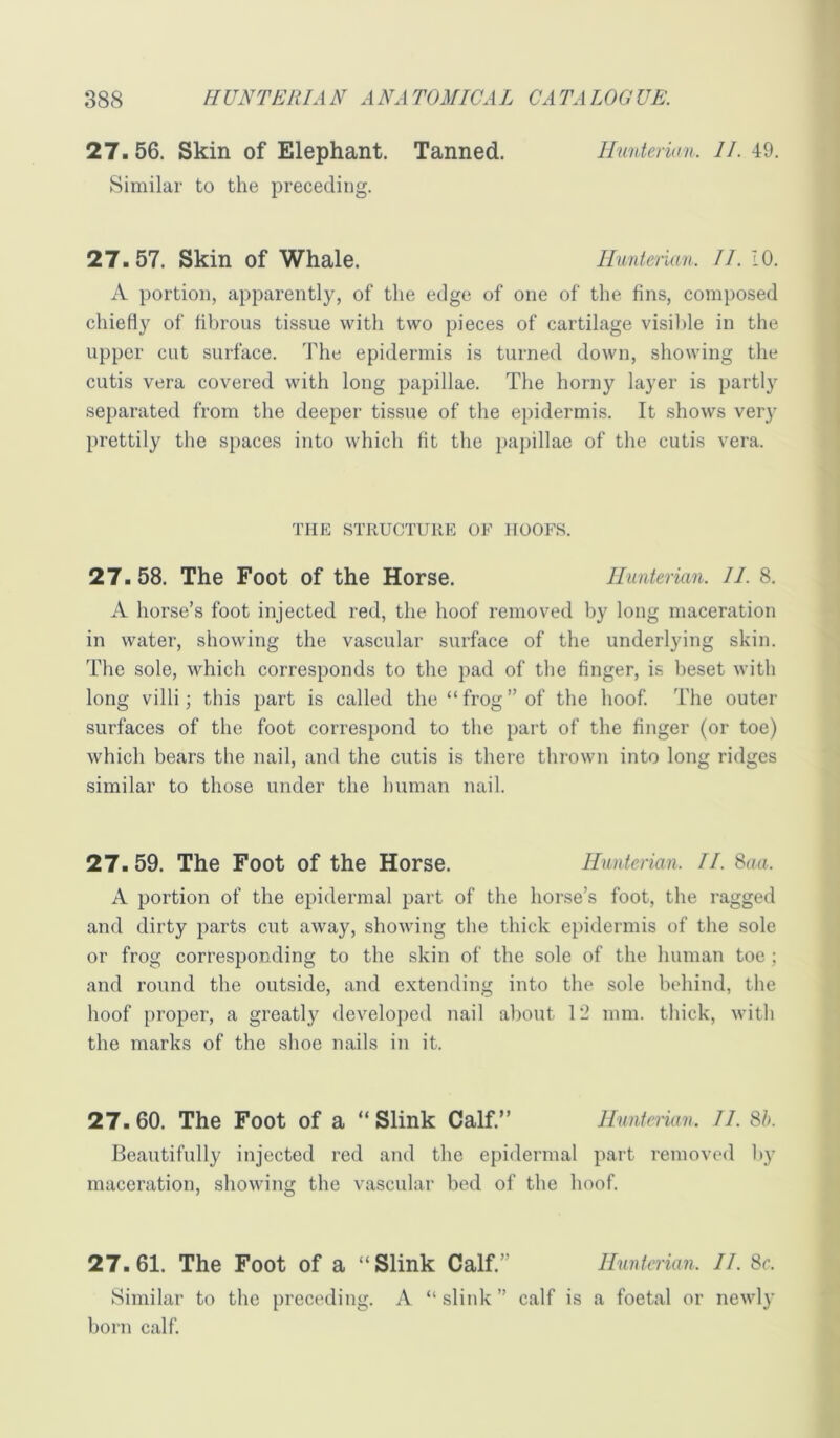 27.56. Skin of Elephant. Tanned. Ihinterian. 11. 49. Similar to the preceding. 27.57. Skin of Whale. lluntenan. II. 10. A portion, apparently, of the edge of one of the fins, composed chiefly of fibrous tissue with two pieces of cartilage visible in the upper cut surface. The epidermis is turned down, showing the cutis vera covered with long papillae. The horny layer is partly separated from the deeper tissue of tlie epidermis. It shows very prettily tlie spaces into which fit the paj)illae of the cutis vera. THE STRUCTURE OF HOOFS. 27.58. The Foot of the Horse. Hunterian. 11. 8. A horse’s foot injected red, the hoof removed by long maceration in water, showing the vascular surface of the underlying skin. The sole, which corresponds to the pad of the finger, is l)eset with long villi; this part is called the “ frog ” of the hoof The outer surfaces of the foot correspond to tlie part of the finger (or toe) which bears the nail, and the cutis is there thrown into long ridges similar to those under the human nail. 27.59. The Foot of the Horse. Hunterian. II. ^aa. A portion of the epidermal part of the horse’s foot, the ragged and dirty parts cut away, showing the thick epidermis of the sole or frog corresponding to the skin of the sole of the human toe ; and round the outside, and extending into the sole behind, the hoof proper, a greatly developed nail about 1’2 mm. thick, witli the marks of the shoe nails in it. 27.60. The Foot of a “Slink Calf.” Hunterian. 11. 8h. Beautifully injected red and the epidermal part removed by maceration, showing the vascular bed of the hoof 27.61. The Foot of a “Slink Calf.” Hunterian. II. 8c. Similar to the preceding. A “ slink ” calf is a foetal or newly born calf