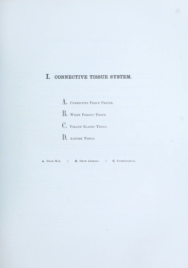 At Connective Tissue Proper. B. White Fibrous Tissue. Ci Yellow Elastic Tissue. D, Adipose Tissue.