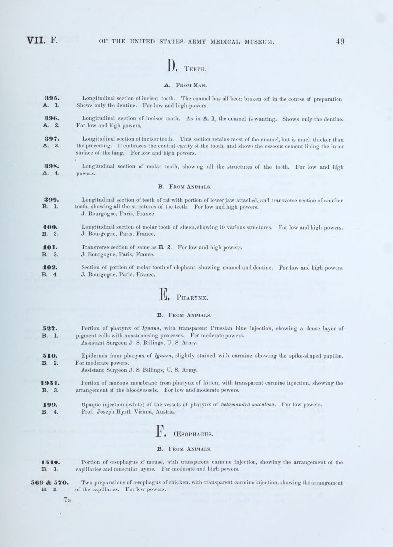 Teeth. A. From Man. 395. Longitudinal section of incisor tooth. The enamel has all been broken off in the course of preparation A. 1. Shows only the dentine. For low and high powers. 396. Longitudinal section of incisor tooth. As in A. 1, the enamel is wanting. Shows only the dentine. A. 2. For low and high powers. 397. Longitudinal section of incisor tooth. This section retains most of the enamel, but is much thicker than A. 3. the preceding. It embraces the central cavity of the tooth, and shows the osseous cement lining the inner surface of the fang. For low and high powers. 398. Longitudinal section of molar tooth, showing all the structures of the tooth. For low and high A. 4. powers. B. From Animals. 399. Longitudinal section of teeth of rat with portion of lower jaw attached, and transverse section of another B. 1. tooth, showing all the structures of the teeth. For low and high powers. J. Bourgogne, Paris, France. 400. Longitudinal section of molar tooth of sheep, showing its various structures. For low and high powers. B. 2. J. Bourgogne, Paris, Fiance. 401. Transverse section of same as B. 2. For low and high powers. B. 3. J. Bourgogne, Paris, France. 402. Section of portion of molar tooth of elephant, showing enamel and dentine. For low and high powers. B. 4. J. Bourgogne, Paris, France. i Pharynx. B. From Animals. 527. Portion of pharynx of Iguana, with transparent Prussian blue injection, showing a dense layer of B. 1. pigment cells with anastomosing processes. For moderate powers. Assistant Surgeon J. S. Billings, U. S. Army. 510. Epidermis from pharynx of Iguana, slightly stained with carmine, showing the spike-shaped papillae. B. 2. For moderate powers. Assistant Surgeon J. S. Billings, U. S. Army. 1954. Portion of mucous membrane from pharynx of kitten, with transparent carmine injection, showing the B. 3. arrangement of the bloodvessels. For low aud moderate powers. 199. Opaque injection (white) of the vessels of pharynx of Salamandra maculosa. For low powers. B. 4. Prof. Joseph Hyrtl, Vienna, Austria. , (Esophagus. B. From Animals. 1540. Portion of oesophagus of mouse, with transparent carmine injection, showing the arrangement of the B. 1. capillaries and muscular layers. For moderate and high powers. 569 & 570. Two preparations of oesophagus of chicken, with transparent carmine injection, showing the arrangement B. 2. of the capillaries. For low powers. 7 a E F