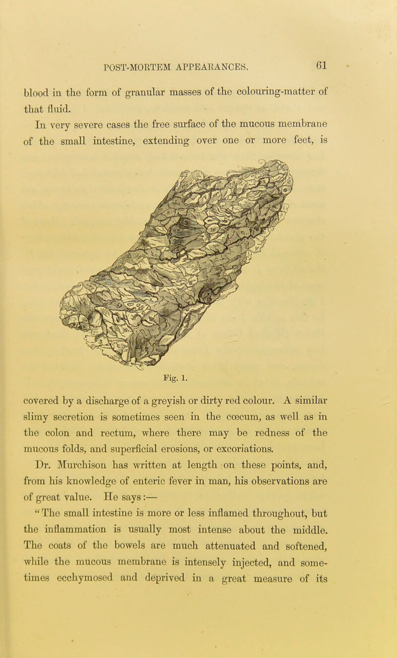 blood in the form of granular masses of the colouring-matter of that fluid. In very severe cases the free surface of the mucous membrane of the small intestine, extending over one or more feet, is Fig. l. covered by a discharge of a greyish or dirty red colour. A similar slimy secretion is sometimes seen in the coecum, as well as in the colon and rectum, where there may be redness of the mucous folds, and superficial erosions, or excoriations. Dr. Murchison has written at length on these points, and, from his knowledge of enteric fever in man, his observations are of great value. He says:—  The small intestine is more or less inflamed throughout, but the inflammation is usually most intense about the middle. The coats of the bowels are much attenuated and softened, while the mucous membrane is intensely injected, and some- times ecchymosed and deprived in a great measure of its