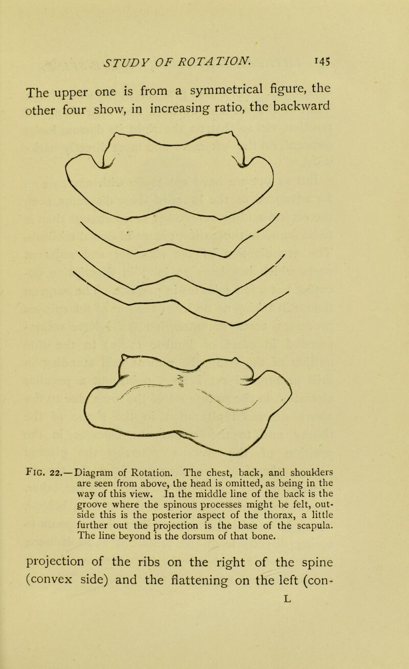 The upper one is from a symmetrical figure, the other four show, in increasing ratio, the backward Fig. 22. — Diagram of Rotation. The chest, back, and shoulders are seen from above, the head is omitted, as being in the way of this view. In the middle line of the back is the groove where the spinous processes might be felt, out- side this is the posterior aspect of the thorax, a little further out the projection is the base of the scapula. The line beyond is the dorsum of that bone. projection of the ribs on the right of the spine (convex side) and the flattening on the left (con- L