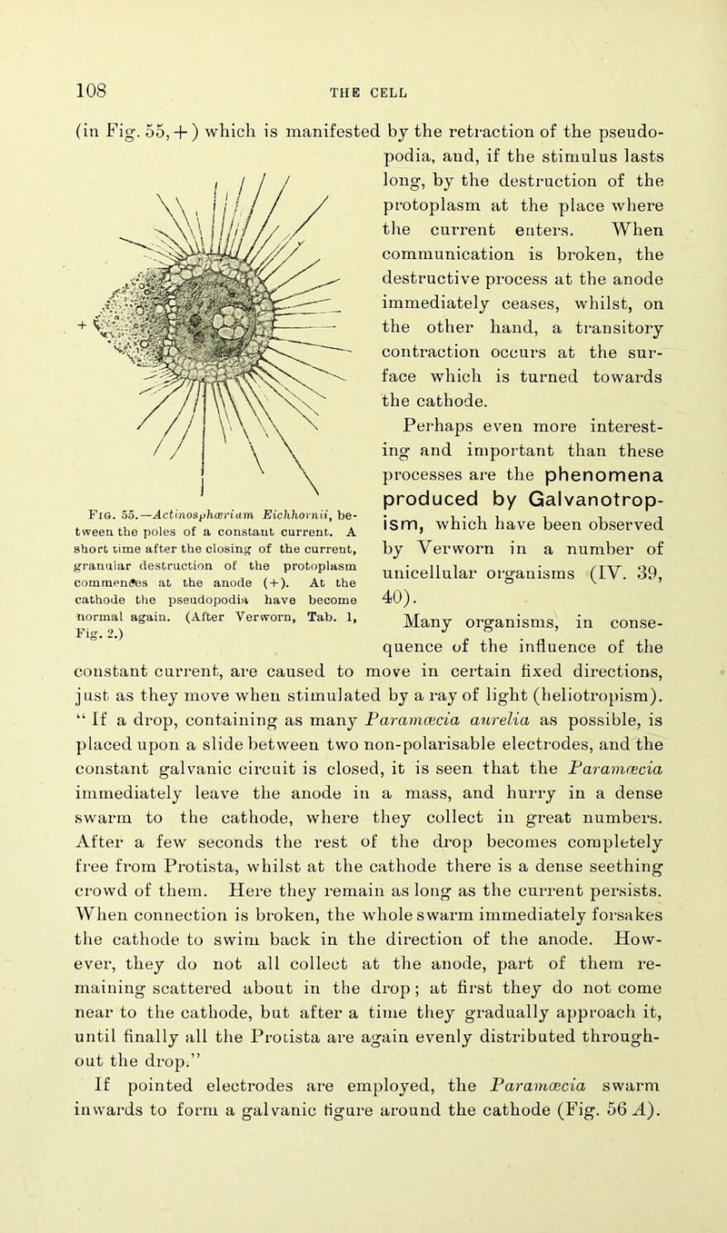 (in Fig. 55, + ) which is manifested by the retraction of the pseudo- podia, and, if the stimulus lasts long, by the destruction of the protoplasm at the place where the current eaters. When communication is broken, the destructive process at the anode immediately ceases, whilst, on the other hand, a transitory contraction occurs at the sur- face which is turned towards the cathode. Perhaps even more interest- ing and important than these processes are the phenomena produced by Galvanotrop- ism, which have been observed by Verworn in a number of unicellular organisms (IY. 39, 40). Many organisms, in conse- quence of the influence of the constant current, are caused to move in certain fixed directions, just as they move when stimulated by a ray of light (heliotropism). “ If a drop, containing as many Paramcucia aurelia as possible, is placed upon a slide between two non-polarisable electrodes, and the constant galvanic circuit is closed, it is seen that the Faramcecia immediately leave the anode in a mass, and hurry in a dense swarm to the cathode, where they collect in great numbers. After a few seconds the rest of the drop becomes completely free from Protista, whilst at the cathode there is a dense seething crowd of them. Here they remain as long as the current persists. When connection is broken, the whole swarm immediately forsakes the cathode to swim back in the direction of the anode. How- ever, they do not all collect at the anode, part of them re- maining scattered about in the drop ; at first they do not come near to the cathode, but after a time they gradually approach it, until finally all the Protista are again evenly distributed through- out the drop.” If pointed electrodes are employed, the Paramcecia swarm inwards to form a galvanic tigure around the cathode (Fig. 56 A). Fig. 55.—Actinosphceriam Eichhornii, be- tween the poles of a constant current. A short lime after the closing of the current, granular destruction of the protoplasm commences at the anode ( + ). At the cathode the pseudopodia have become normal again. (After Verworn, Tab. 1, Fig. 2.)