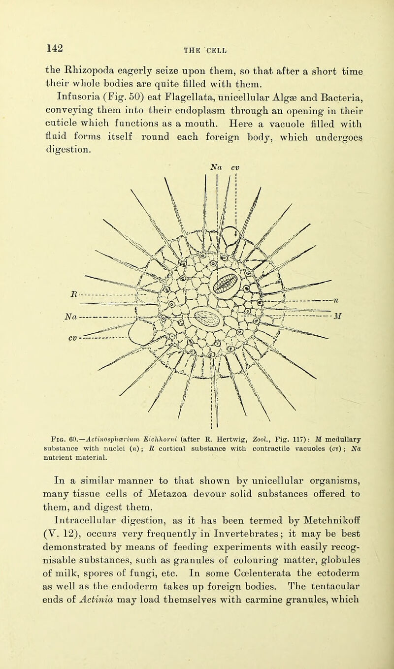 the Rhizopoda eagerly seize upon them, so that after a short time their whole bodies are quite filled with them. Infusoria (Fig. 50) eat Flagellata, unicellular Algae and Bacteria, conveying them into their endoplasm through an opening in their cuticle which functions as a mouth. Here a vacuole filled with fluid forms itself round each foreign body, which undergoes digestion. Na cv Fig. 60.—Actinosplicerium, Eichliorni (after R. Hertwig, Zool., Fig. 117): M medullary substance with nuclei (n); K cortical substance with contractile vacuoles (cv) ; Na nutrient material. In a similar manner to that shown by unicellular organisms, many tissue cells of Metazoa devour solid substances offered to them, and digest them. Intracellular digestion, as it has been termed by Metchnikoff (V. 12), occurs very frequently in Invertebrates; it may be best demonstrated by means of feeding experiments with easily recog- nisable substances, such as granules of colouring matter, globules of milk, spores of fungi, etc. In some Coelenterata the ectoderm as well as the endoderm takes up foreign bodies. The tentacular ends of Actinia may load themselves with carmine granules, which
