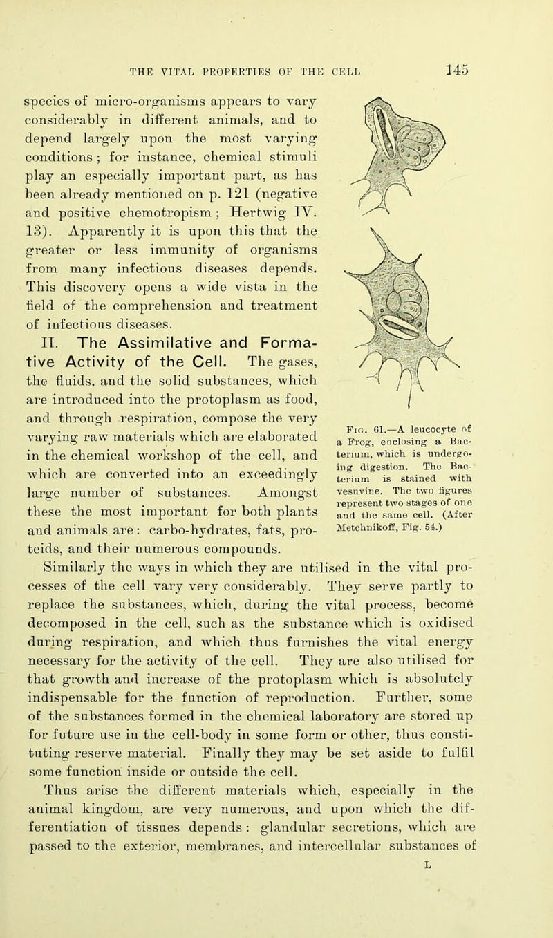 species of micro-organisms appears to vary considerably in different animals, and to depend largely upon the most varying conditions ; for instance, chemical stimuli play an especially important part, as has been already mentioned on p. 121 (negative and positive chemotropism ; Hertwig IV. 13). Apparently it is upon this that the greater or less immunity of organisms from many infectious diseases depends. This discovery opens a wide vista in the held of the comprehension and treatment of infectious diseases. II. The Assimilative and Forma- tive Activity of the Cell. The gases, the fluids, and the solid substances, which are introduced into the protoplasm as food, and through respiration, compose the very varying raw materials which are elaborated in the chemical workshop of the cell, and which are converted into an exceedingly large number of substances. Amongst these the most important for both plants and animals are: carbo-hydrates, fats, pro- teids, and their numerous compounds. Similarly the ways in which they are utilised in the vital pi’O- cesses of the cell vary very considerably. They serve partly to replace the substances, which, during the vital process, become decomposed in the cell, such as the substance which is oxidised during respiration, and which thus furnishes the vital energy necessary for the activity of the cell. They are also utilised for that growth and increase of the protoplasm which is absolutely indispensable for the function of reproduction. Further, some of the substances formed in the chemical laboratory are stored up for future use in the cell-body in some form or other, thus consti- tuting reserve material. Finally they may be set aside to fulfil some function inside or outside the cell. Thus arise the different materials which, especially in the animal kingdom, are very numerous, and upon which the dif- ferentiation of tissues depends : glandular secretions, which are passed to the exterior, membranes, and intercellular substances of L Fig. 61.—A leucocyte of a Frog, enclosing a Bac- terium, which is undergo- ing digestion. The Bac- terium is stained with vesuvine. The two figures represent two stages of one and the same cell. (After Metclniikoif, Fig. 54.)