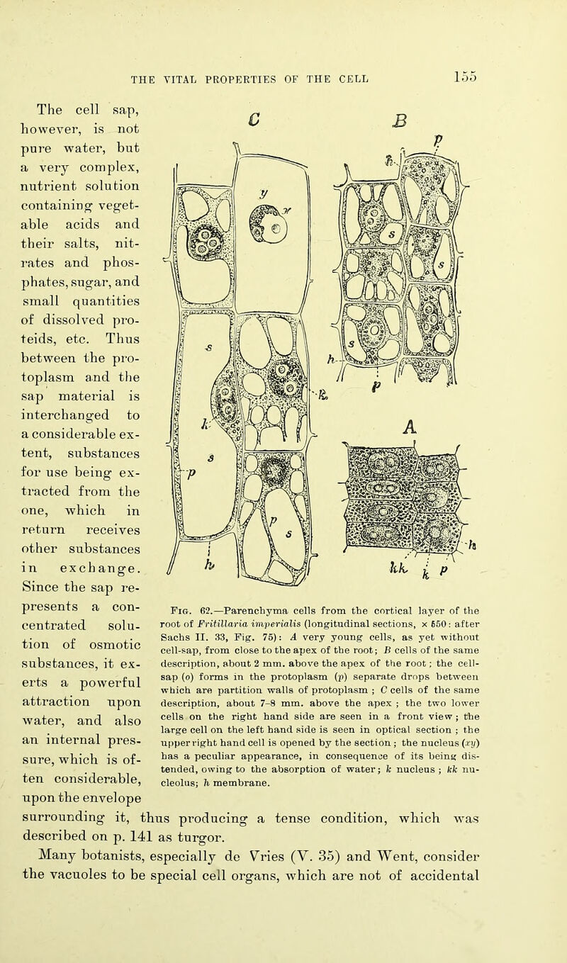 c B The cell sap, however, is not pure water, but a very complex, nutrient solution containing veget- able acids and their salts, nit- rates and phos- phates, sugar, and small quantities of dissolved pro- teids, etc. Thus between the pro- toplasm and the sap material is interchanged to a considerable ex- tent, substances for use being ex- tracted from the one, which in return receives other substances in exchange. Since the sap re- presents a con- centrated solu- tion of osmotic substances, it ex- erts a powerful attraction upon water, and also an internal pres- sure, which is of- ten considerable, upon the envelope surrounding it, thus producing a tense condition, which was described on p. 141 as turgor. Many botanists, especially do Vries (V. 35) and Went, consider the vacuoles to be special cell organs, which are not of accidental Fig. 62.—Parenchyma cells from the cortical layer of the root of Fritillaria imperialis (longitudinal sections, x 650: after Sachs II. 33, Fig. 75): A very young cells, as yet without cell-sap, from close to the apex of the root; B cells of the same description, about 2 mm. above the apex of the root; the cell- sap (o) forms in the protoplasm (p) separate drops between which are partition walls of protoplasm ; C cells of the same description, about 7-8 mm. above the apex ; the two lower cells on the right hand side are seen in a front view ; the large cell on the left hand side is seen in optical section ; the upper right hand cell is opened by the section ; the nucleus (xy) has a peculiar appearance, in consequence of its being dis- tended, owing to the absorption of water; k nucleus ; kk nu- cleolus; h membrane.