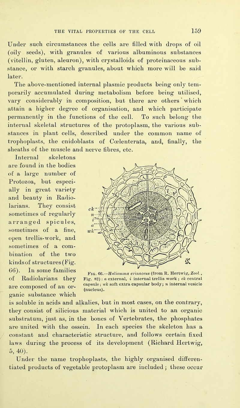 Under such circumstances the cells are filled with drops of oil (oily seeds), with granules of various albuminous substances (vitellin, gluten, aleuron), with crystalloids of proteinaceous sub- stance, or with starch granules, about which more will be said later. The above-mentioned internal plasmic products being only tem- porarily accumulated during metabolism before being utilised, vary considerably in composition, but there are others' which attain a higher degree of organisation, and which participate permanently in the functions of the cell. To such belong the internal skeletal structures of the protoplasm, the various sub- stances in plant cells, described under the common name of trophoplasts, the cnidoblasts of Coelenterata, and, finally, the sheaths of the muscle and nerve fibres, etc. Internal skeletons are found in the bodies of a large number of Protozoa, but especi- ally in great variety and beauty in Radio- larians. They consist sometimes of regularly arranged spicules, sometimes of a fine, ojien trellis-work, and sometimes of a com- bination of the two kinds of structures (Fig. 06). In some families of Radiolarians they are composed of an or- ganic substance which is soluble in acids and alkalies, but in most cases, on the contrary, they consist of silicious material which is united to an organic substratum, just as, in the bones of Vertebrates, the phosphates are united with the ossein. In each species the skeleton has a constant and characteristic structure, and follows certain fixed laws during the process of its development (Richard Hertwig, 5, 40). Under the name trophoplasts, the highly organised differen- tiated products of vegetable protoplasm are included ; these occur Fig. 66.—Hnliomma erinaceus (from R. Hertwig, Zool., Fig. 82): a external, i internal trellis work ; ck central capsule; wk soft extra capsular body; n internal vesicle (nucleus).