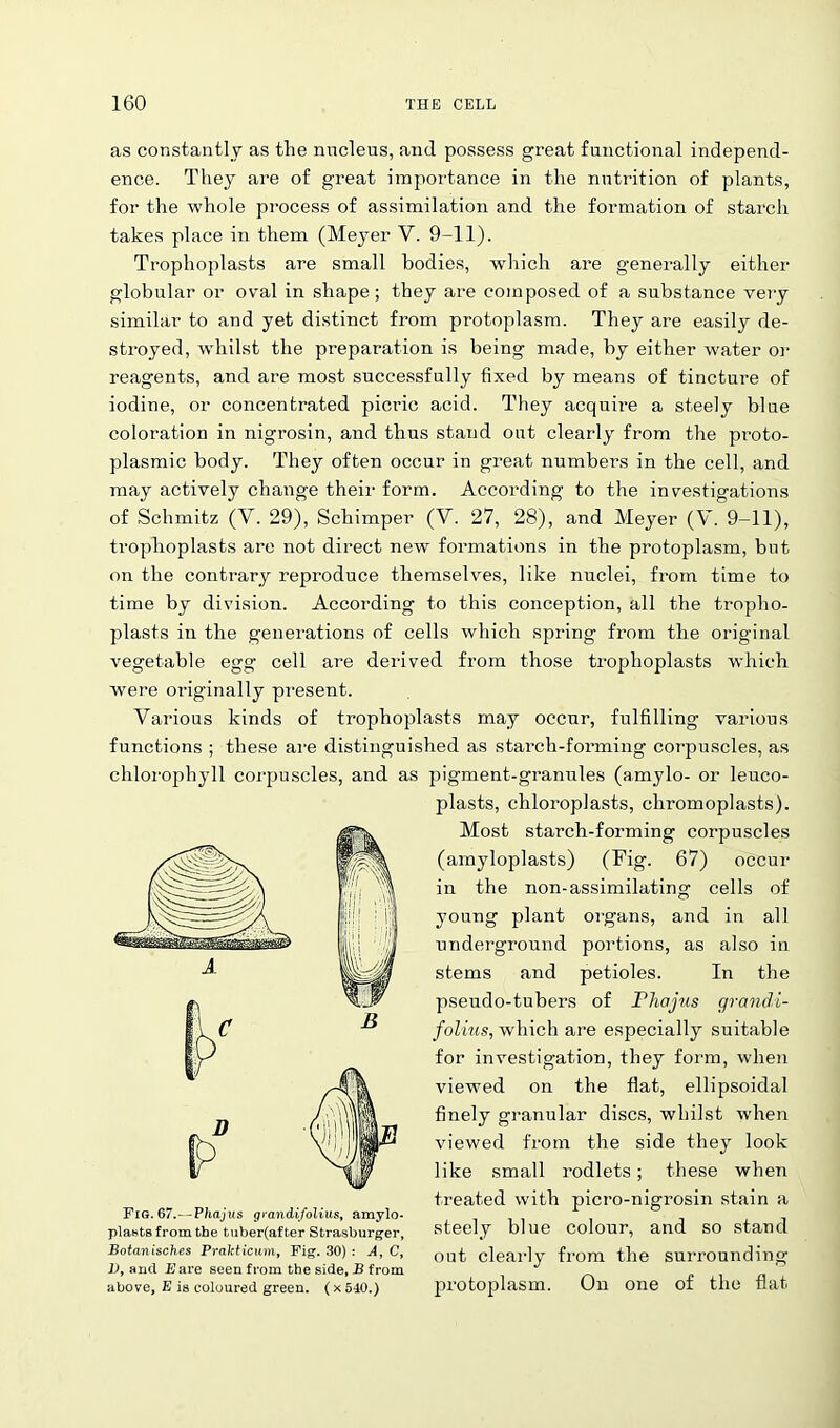 as constantly as the nucleus, and possess great functional independ- ence. They are of great importance in the nutrition of plants, for the whole process of assimilation and the formation of starch takes place in them (Meyer V. 9-11). Trophoplasts are small bodies, which are generally either globular or oval in shape; they are composed of a substance very similar to and yet distinct from protoplasm. They are easily de- stroyed, whilst the preparation is being made, by either water or reagents, and are most successfully fixed by means of tincture of iodine, or concentrated picric acid. They acquire a steely blue coloration in nigrosin, and thus stand out clearly from the proto- plasmic body. They often occur in great numbers in the cell, and may actively change their form. According to the investigations of Schmitz (Y. 29), Schimper (V. 27, 28), and Meyer (V. 9-11), trophoplasts are not direct new formations in the protoplasm, but on the contrary reproduce themselves, like nuclei, from time to time by division. According to this conception, all the tropho- plasts in the generations of cells which spring from the original vegetable egg cell are derived from those trophoplasts which were originally present. Various kinds of trophoplasts rnay occur, fulfilling various functions ; these are distinguished as starch-forming corpuscles, as chlorophyll corpuscles, and as pigment-granules (amylo- or leuco- plasts, chloroplasts, clmomoplasts). Most starch-forming corpuscles (amyloplasts) (Fig. 67) occur in the non-assimilating cells of young plant organs, and in all underground portions, as also in stems and petioles. In the pseudo-tubers of Fhajus grandi- folius, which are especially suitable for investigation, they form, when viewed on the flat, ellipsoidal finely granular discs, whilst when viewed from the side they look like small rodlets; these when treated with picro-nigrosin stain a steely blue colour, and so stand out clearly from the surrounding protoplasm. On one of the flat Fig. 67.—Phajus grandifolius, amylo- plasts from the tuber(after Strasburger, Botanisches Prakticum, Fig. 30) : A, C, 1), and Fare seen from the side, B from above, E is coloured green. (x 540.)