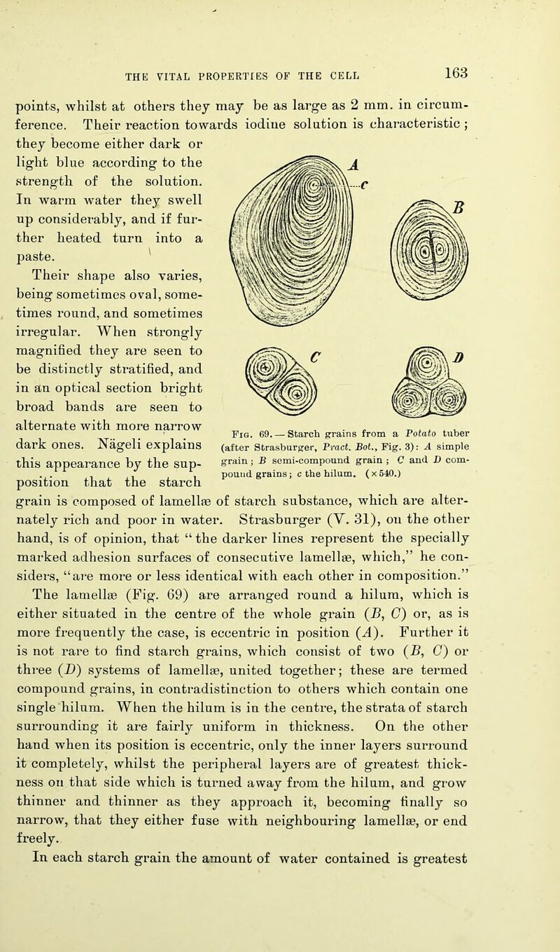 Fig. 69 Starch grains from a Potato tuber (after Strasburger, Pract. Bot., Fig. 3): A simple grain ; B semi-compound grain ; C and D com- pound grains; c the hilum. (x540.) points, whilst at others they may be as large as 2 mm. in circum- ference. Their reaction towards iodine solution is characteristic ; they become either dark or light blue according to the strength of the solution. In warm water they swell up considerably, and if fur- ther heated turn into a paste. Their shape also varies, being sometimes oval, some- times round, and sometimes irregular. When strongly magnified they are seen to be distinctly stratified, and in an optical section bright broad bands are seen to alternate with more narrow dark ones. Nageli explains this appearance by the sup- position that the starch grain is composed of lamellae of starch substance, which are alter- nately rich and poor in watei\ Strasburger (Y. 31), on the other hand, is of opinion, that “the darker lines represent the specially marked adhesion surfaces of consecutive lamellae, which,” he con- siders, “are more or less identical with each other in composition.” The lamellae (Fig. 69) are arranged round a hilum, which is either situated in the centre of the whole grain (B, C) or, as is more frequently the case, is eccentric in position (J). Further it is not rare to find starch grains, which consist of two (B, C) or three (D) systems of lamellae, united together; these are termed compound grains, in contradistinction to others which contain one single hilum. W^hen the hilum is in the centre, the strata of starch surrounding it are fairly uniform in thickness. On the other hand when its position is eccentric, only the inner layers surround it completely, whilst the peripheral layers are of greatest thick- ness on that side which is turned away from the hilum, and grow thinner and thinner as they approach it, becoming finally so narrow, that they either fuse with neighbouring lamellae, or end freely. In each starch grain the amount of water contained is greatest
