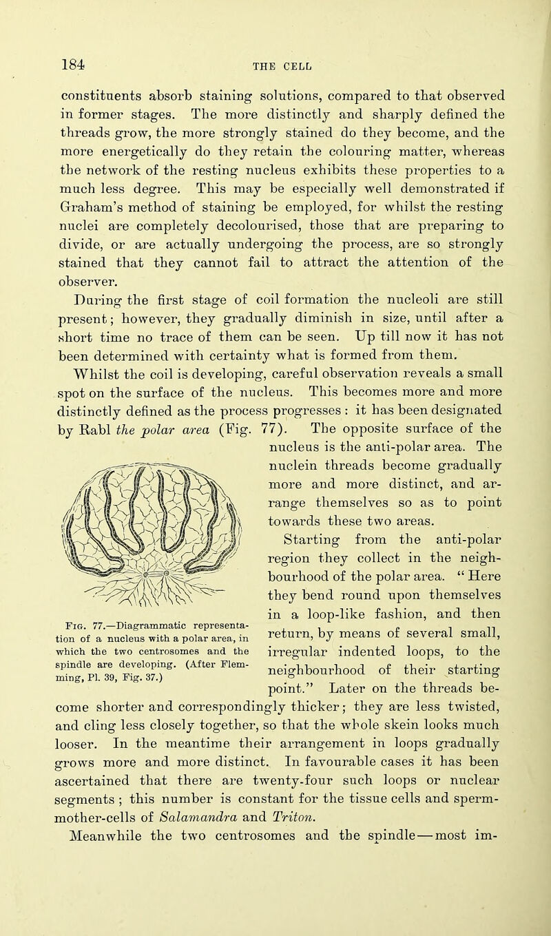 constituents absorb staining solutions, compared to that observed in former stages. The more distinctly and sharply defined the threads grow, the more strongly stained do they become, and the more energetically do they retain the colouring matter, whereas the network of the resting nucleus exhibits these properties to a much less degree. This may be especially well demonstrated if Graham’s method of staining be employed, for whilst the resting nuclei are completely decolourised, those that are preparing to divide, or are actually undergoing the process, are so strongly stained that they cannot fail to attract the attention of the observer. During the first stage of coil formation the nucleoli are still present; however, they gradually diminish in size, until after a short time no trace of them can he seen. Up till now it has not been determined with certainty what is formed from them. Whilst the coil is developing, careful observation reveals a small spot on the surface of the nucleus. This becomes more and more distinctly defined as the process progresses : it has been designated by Rabl the polar area (Fig. 77). The opposite surface of the nucleus is the anti-polar area. The nuclein threads become gradually more and more distinct, and ar- range themselves so as to point towards these two areas. Starting from the anti-polar region they collect in the neigh- bourhood of the polar area. “ Here they bend round upon themselves in a loop-like fashion, and then return, by means of several small, irregular indented loops, to the neighbourhood of their starting point.” Later on the threads be- come shorter and correspondingly thicker; they are less twisted, and cling less closely together, so that the whole skein looks much looser. In the meantime their arrangement in loops gradually arrows more and more distinct. In favourable cases it has been o ascertained that there are twenty-four such loops or nuclear segments ; this number is constant for the tissue cells and sperm- mother-cells of Salamandra and Triton. Meanwhile the two centrosomes and the spindle—most im- Fig. 77.—Diagrammatic representa- tion of a nucleus with a polar area, in which the two centrosomes and the spindle are developing. (After Flem- ming, PI. 39, Fig. 37.)