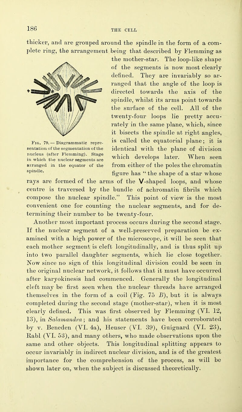 thicker, and are grouped around the spindle in the form of a com- plete ring, the arrangement being that described by Flemming as the mother-star. The loop-like shape of the segments is now most clearly defined. They are invariably so ar- ranged that the angle of the loop is directed towards the axis of the spindle, whilst its arms point towards the sm-face of the cell. All of the twenty-four loops lie pretty accu- rately in the same plane, which, since it bisects the spindle at light angles, is called the equatorial plane; it is identical with the plane of division which develops later. When seen from either of the poles the chromatin figure has “ the shape of a star whose rays are formed of the arms of the V-shaped loops, and Avliose centre is traversed by the bundle of aehromatin fibrils which compose tbe nuclear spindle.” This point of view is the most convenient one for counting the nuclear segments, and for de- termining their number to be twenty-four. Another most important process occurs during the second stage. If the nuclear segment of a well-preserved preparation be ex- amined with a high power of the microscope, it will be seen that each mother segment is cleft longitudinally, and is thus split up into two parallel daughter segments, which lie close together. Now since no sign of this longitudinal division could be seen in Fig. 79. — Diagrammatic repre- sentation of the segmentation of the nucleus (after Flemming). Stage in which the nuclear segments are a 1 ranged in the equator of the spindle. the original nuclear network, it follows that it must have occurred after karyokinesis had commenced. Generally the longitudinal cleft may be first seen when the nuclear threads have arranged themselves in the form of a coil (Fig. 75 B), but it is always completed during the second stage (mother-star), when it is most clearly defined. This was first observed by Flemming (VI. 12, 13), in Salamandra; and his statements have been corroborated by v. Beneden (VI. 4a), Heuser (VI. 39), Guignard (VI. 23), Rabl (VI. 53), and many others, who made observations upon the same and other objects. This longitudinal splitting appears to occur invariably in indirect nuclear division, and is of the greatest importance for the comprehension of the process, as will be shown later on, when the subject is discussed theoretically.