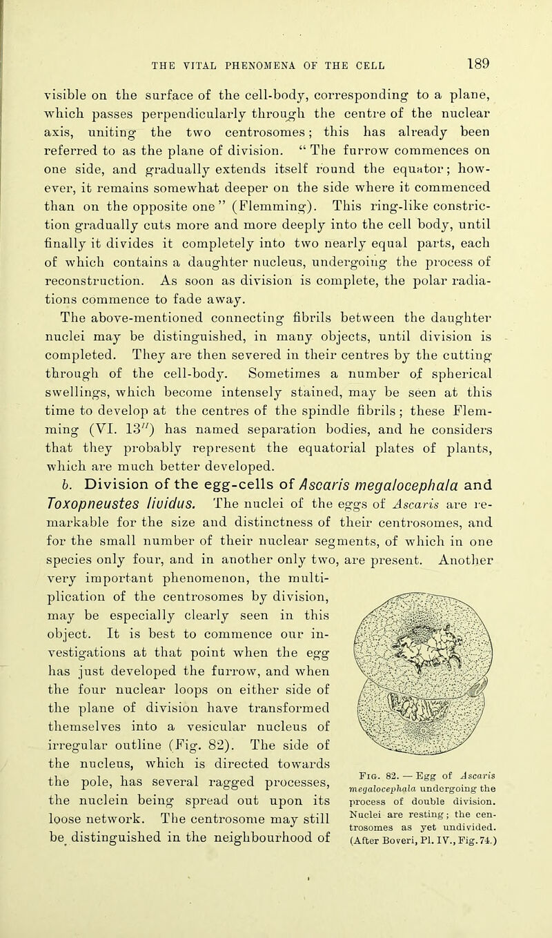 visible on the surface of the cell-body, corresponding to a plane, which passes perpendicularly through the centre of the nuclear axis, uniting the two centrosomes; this has already been referred to as the plane of division. “ The furrow commences on one side, and gradually extends itself round the equator; how- ever, it remains somewhat deeper on the side where it commenced than on the opposite one ” (Flemming). This ring-like constric- tion gradually cuts more and more deeply into the cell body, until finally it divides it completely into two nearly equal parts, each of which contains a daughter nucleus, undergoing the process of reconstruction. As soon as division is complete, the polar radia- tions commence to fade away. The above-mentioned connecting fibrils between the daughter nuclei may be distinguished, in many objects, until division is completed. They are then severed in their centres by the cutting through of the cell-body. Sometimes a number of spherical swellings, which become intensely stained, may be seen at this time to develop at the centres of the spindle fibrils ; these Flem- ming (VI. 13) has named separation bodies, and he considers that they probably represent the equatorial plates of plants, which are much better developed. b. Division of the egg-cells of Ascaris megalocephala and Toxopneustes liuidus. The nuclei of the eggs of Ascaris are re- markable for the size and distinctness of their centrosomes, and for the small number of their nuclear segments, of which in one species only four, and in another only two, are present. Another very important phenomenon, the multi- plication of the centrosomes by division, may be especially clearly seen in this object. It is best to commence our in- vestigations at that point when the egg has just developed the furrow, and when the four nuclear loops on either side of the plane of division have transformed themselves into a vesicular nucleus of irregular outline (Fig. 82). The side of the nucleus, which is directed towards the pole, has several ragged processes, the nuclein being spread out upon its loose network. The centrosome may still be_ distinguished in the neighbourhood of Fig. 82. — Egg of Ascaris megalocephala undergoing the process of double division. Nuclei are resting; the cen- trosomes as yet undivided. (After Boveri, PI. IV., Fig. 74.)