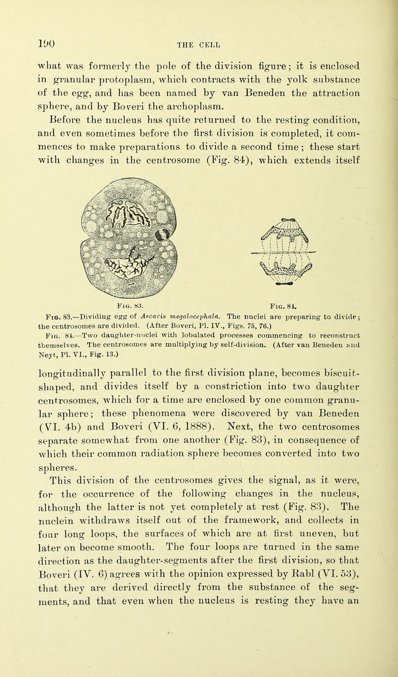 what was formerly the pole of the division figure; it is enclosed in granular protoplasm, which contracts with the yolk substance of the egg, and has been named by van Beneden the attraction sphere, and by Boveri the archoplasm. Before the nucleus has quite returned to the resting condition, and even sometimes before the first division is completed, it com- mences to make preparations to divide a second time ; these start with changes in the centrosome (Fig. 84), which extends itself Fig. 83.—Dividing egg of Afcaris megalocephala. The nuclei are preparing to divide; the centrosomes are divided. (After Boveri, PI. IV., Figs. 75, 76.) Fig. 81.—Two daughter-nuclei with lobulated processes commencing to reconstruct themselves. The centrosomes are multiplying by self-division. (After van Beneden and longitudinally parallel to the first division plane, becomes biscuit- shaped, and divides itself by a constriction into two daughter centrosomes, which for a time are enclosed by one common granu- lar sphere; these phenomena were discovered by van Beneden (VI. 4b) and Boveri (VI. 6, 1888). Next, the two centrosomes separate somewhat from one another (Fig. 83), in consequence of which their common radiation sphere becomes converted into two spheres. This division of the centrosomes gives the signal, as it were, for the occurrence of the following changes in the nucleus, although the latter is not yet completely at rest (Fig. 83). The nuclein withdraws itself out of the framework, and collects in four long loops, the surfaces of which are at first uneven, but later on become smooth. The four loops are turned in the same direction as the daughter-segments after the first division, so that Boveri (IV. 6) agrees with the opinion expressed by Rabl (VI. 53), that they are derived directly from the substance of the seg- ments, and that even when the nucleus is resting they have an Fig. 83. Fig. 81,